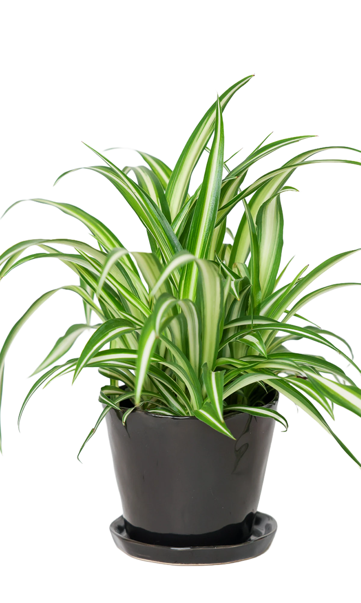 Chive Tika black ceramic medium plant pot with drainage hole and detachable saucer styled with a spider plant.