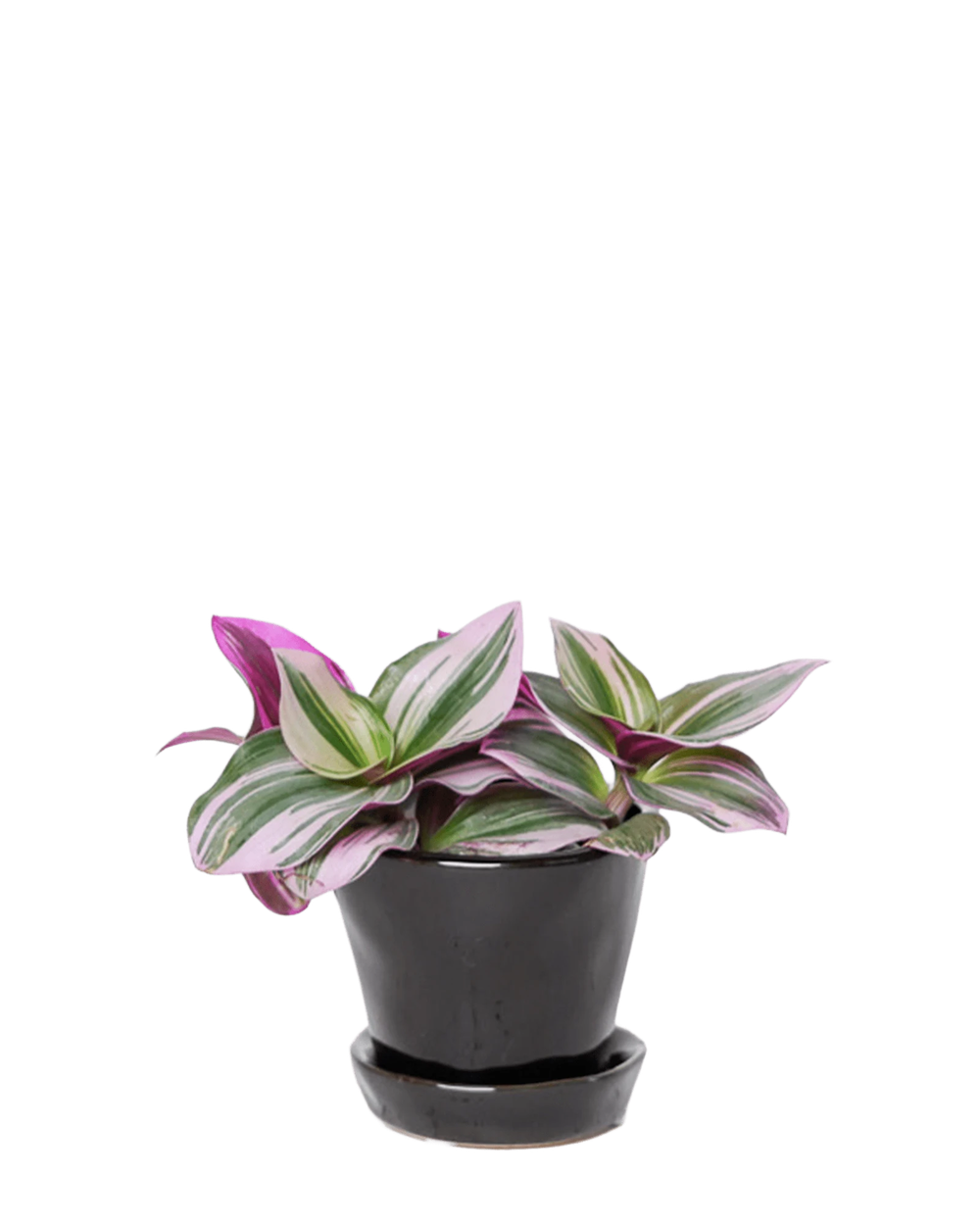 Chive Tika black ceramic small plant pot with drainage and detachable saucer styled with a Tradescantia zebrina.