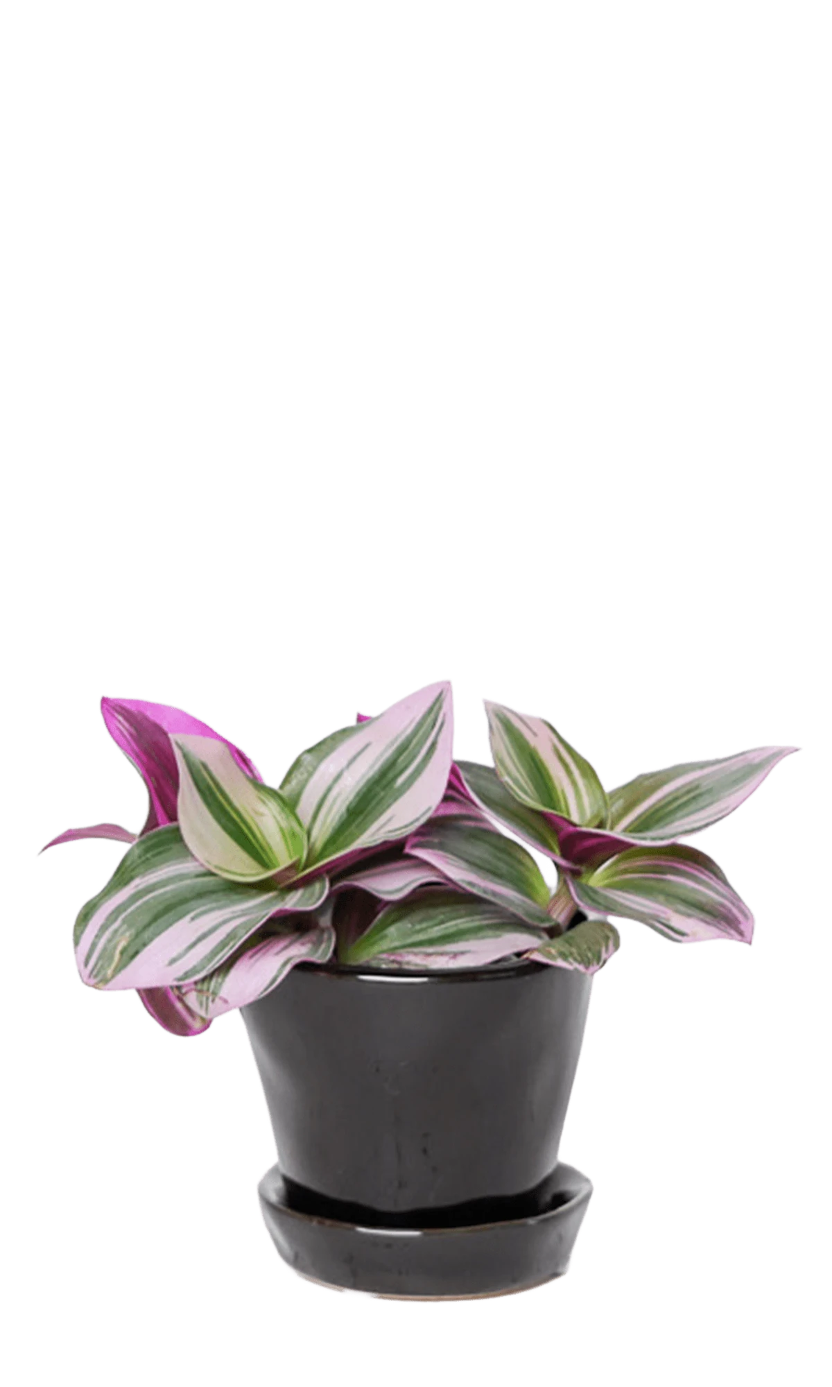 Chive Tika black ceramic small plant pot with drainage and detachable saucer styled with a Tradescantia zebrina.