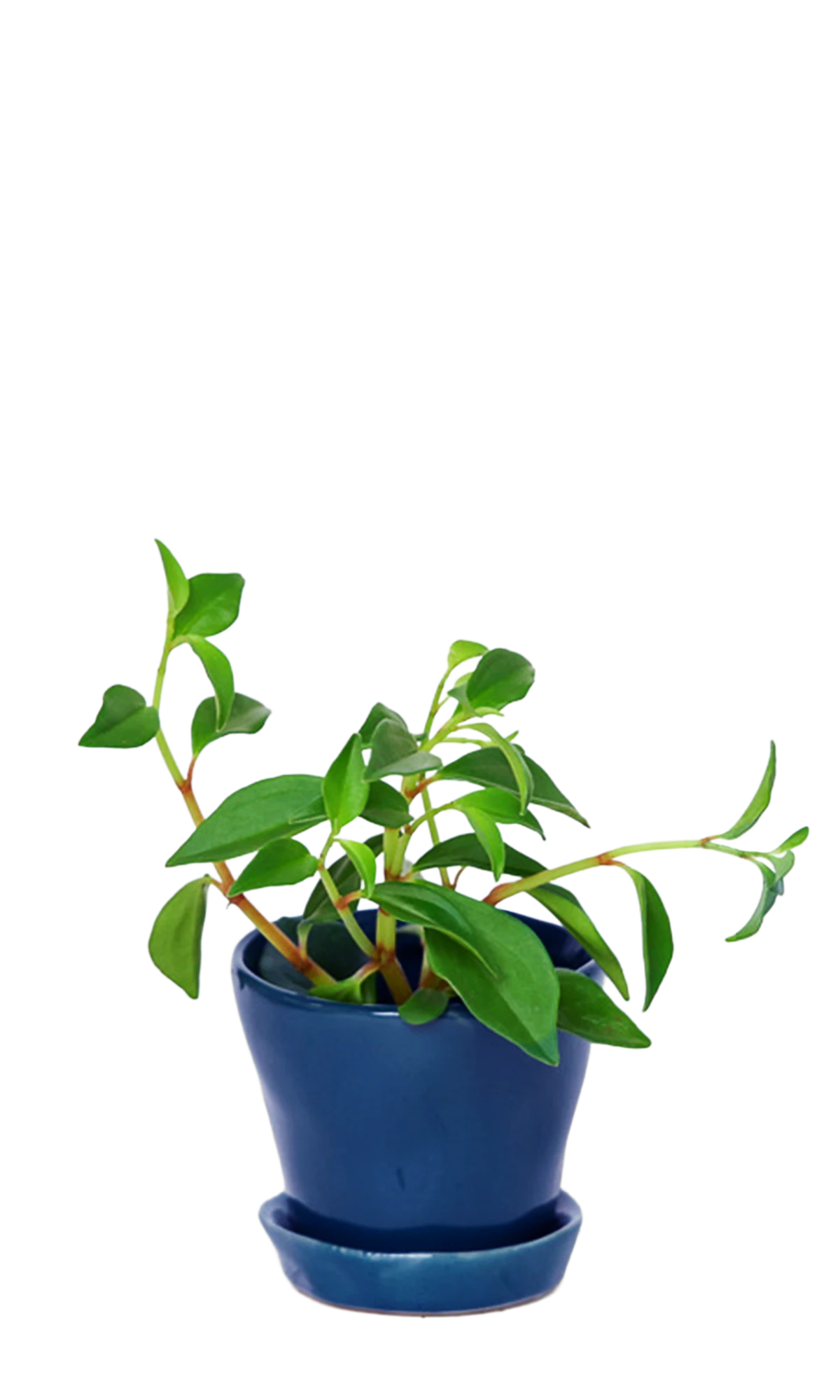 Chive Tika cobalt ceramic small plant pot with drainage hole and detachable saucer styled with a plant.