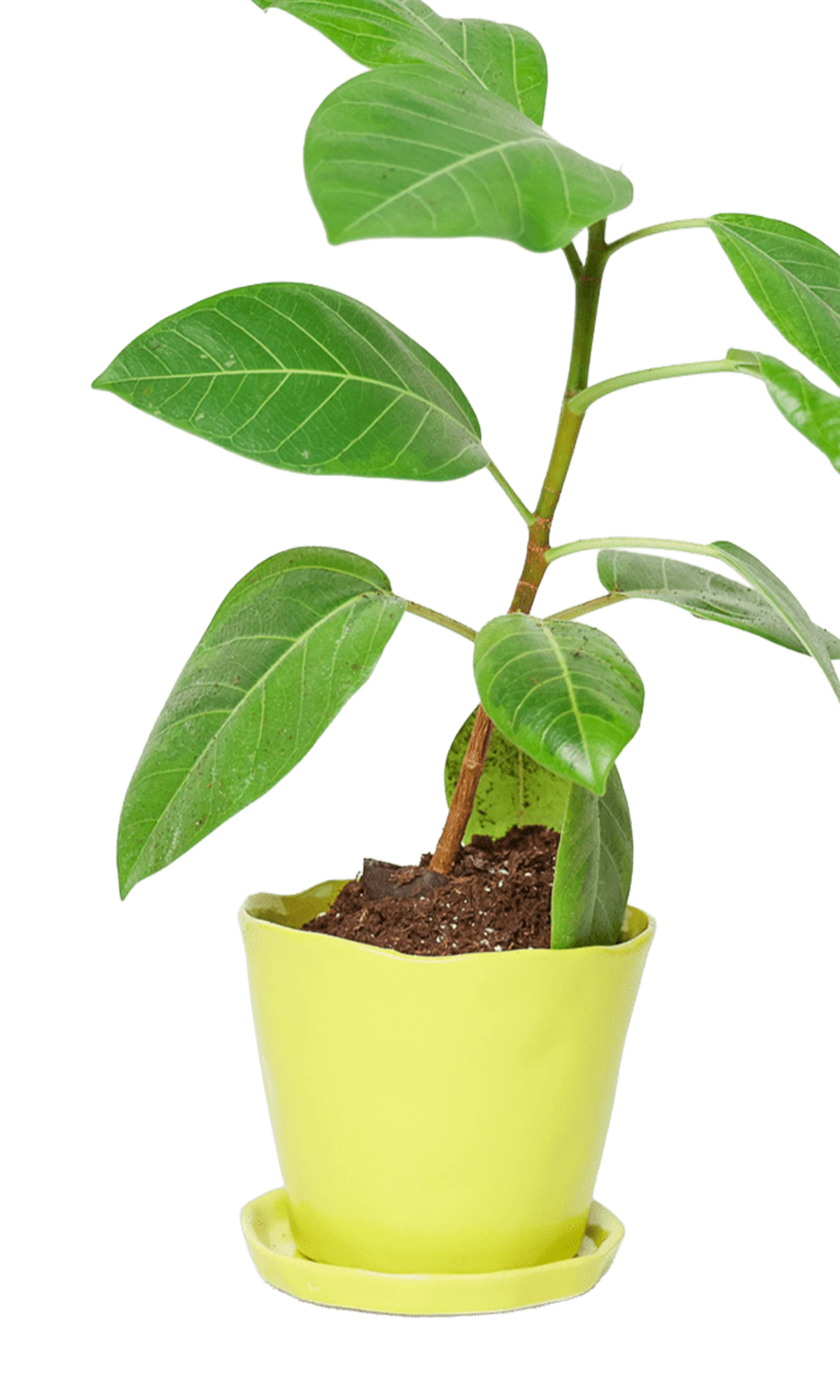 Chive Tika green sheen ceramic medium plant pot with drainage hole and detachable saucer styled with a plant.