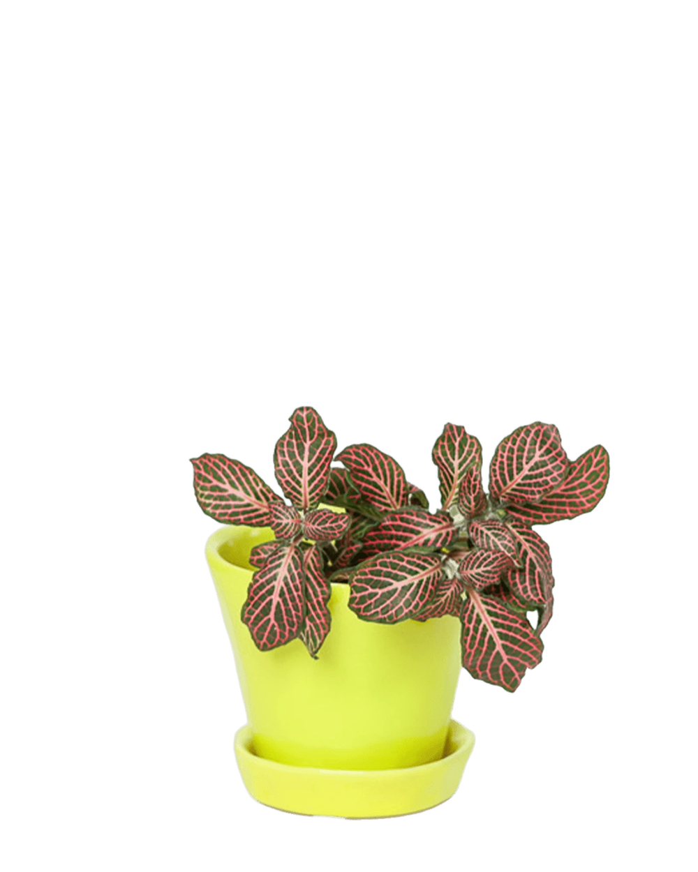 Chive Tika green sheen ceramic small plant pot with drainage hole and detachable saucer, styled with a plant.