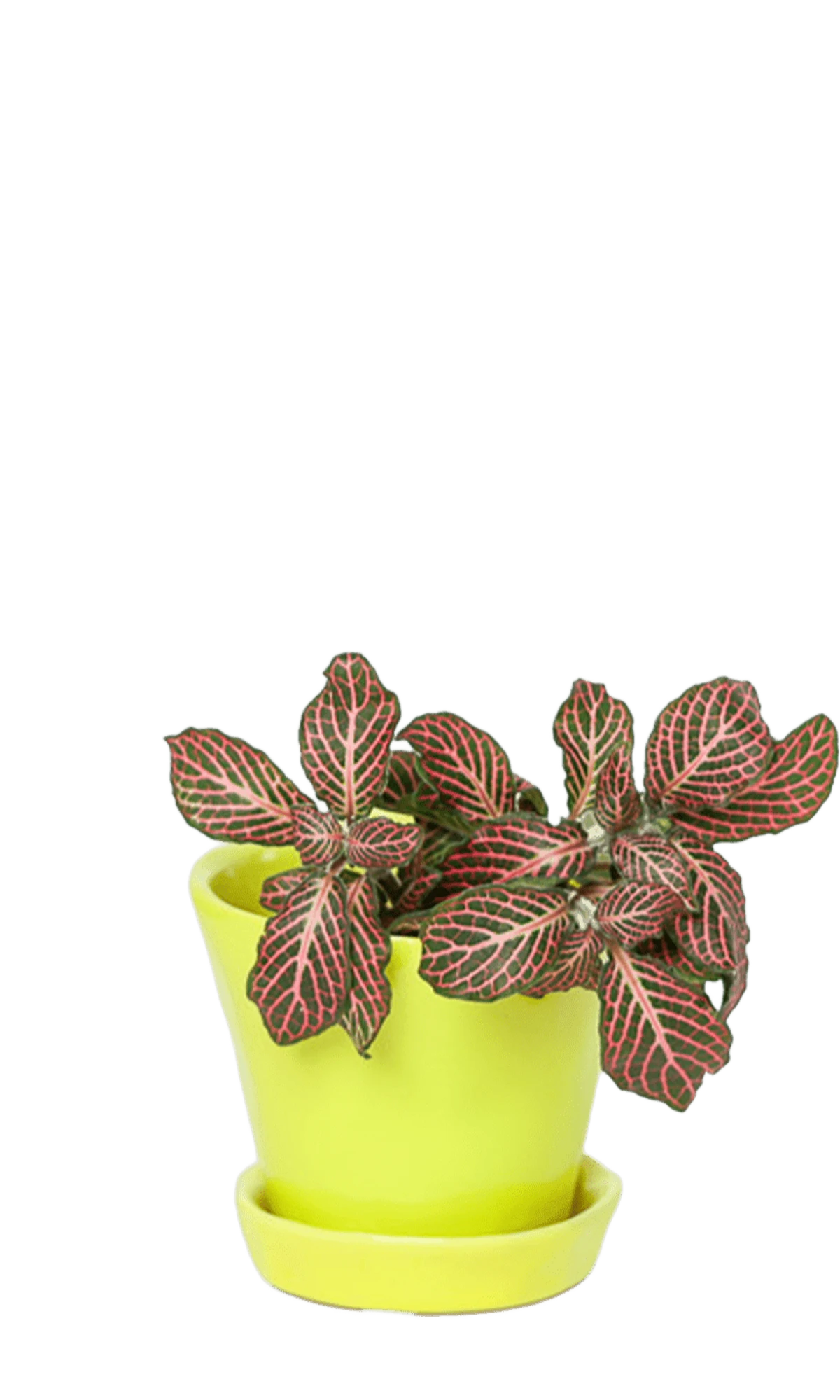 Chive Tika green sheen ceramic small plant pot with drainage hole and detachable saucer, styled with a plant.