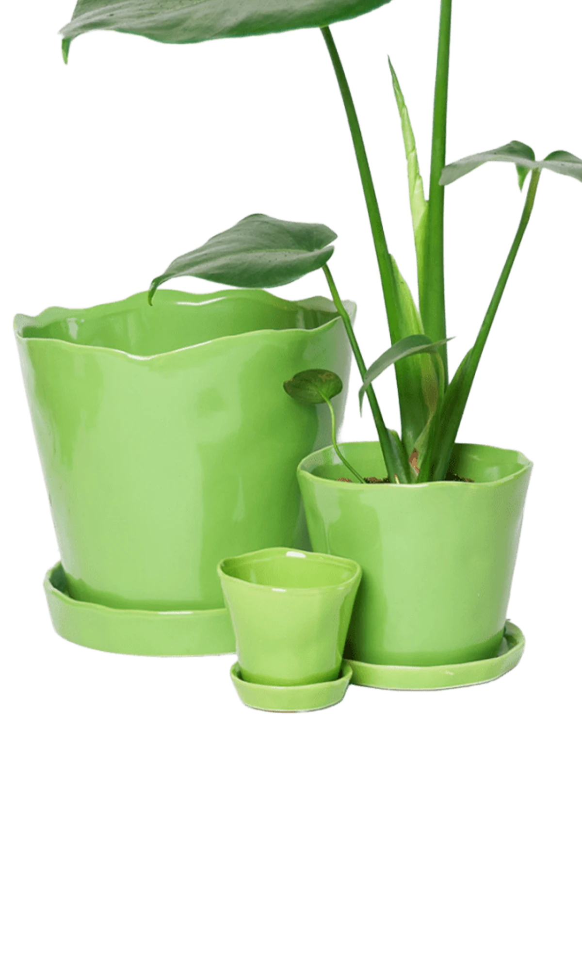 Chive Tika greenery ceramic planters in small, medium, and large with saucers, styled with a plant.