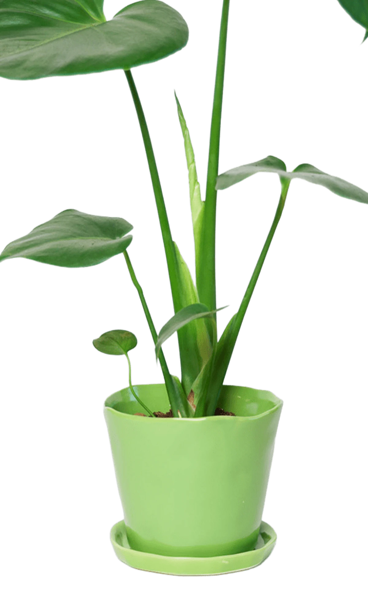 Chive Tika greenery ceramic medium plant pot with drainage hole and detachable saucer styled with a plant.