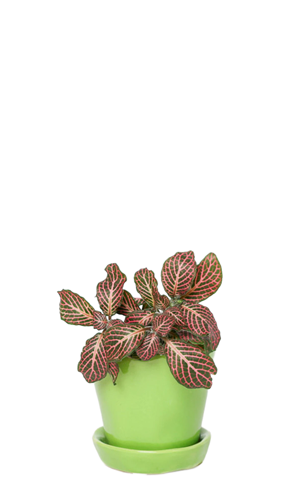 Chive Tika greenery ceramic small plant pot with drainage hole and detachable saucer styled with a plant.