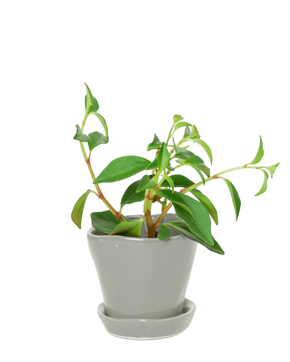 Chive Tika light grey ceramic small plant pot with drainage hole and detachable saucer styled with a houseplant.
