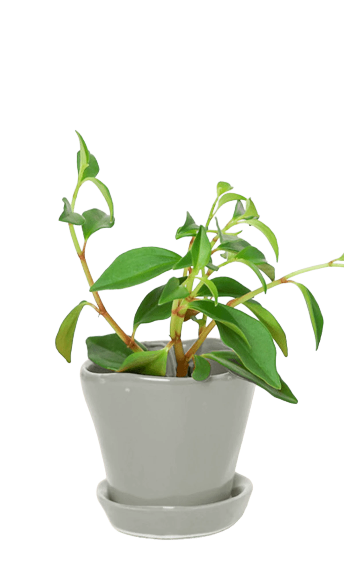Chive Tika light grey ceramic small plant pot with drainage hole and detachable saucer styled with a houseplant.