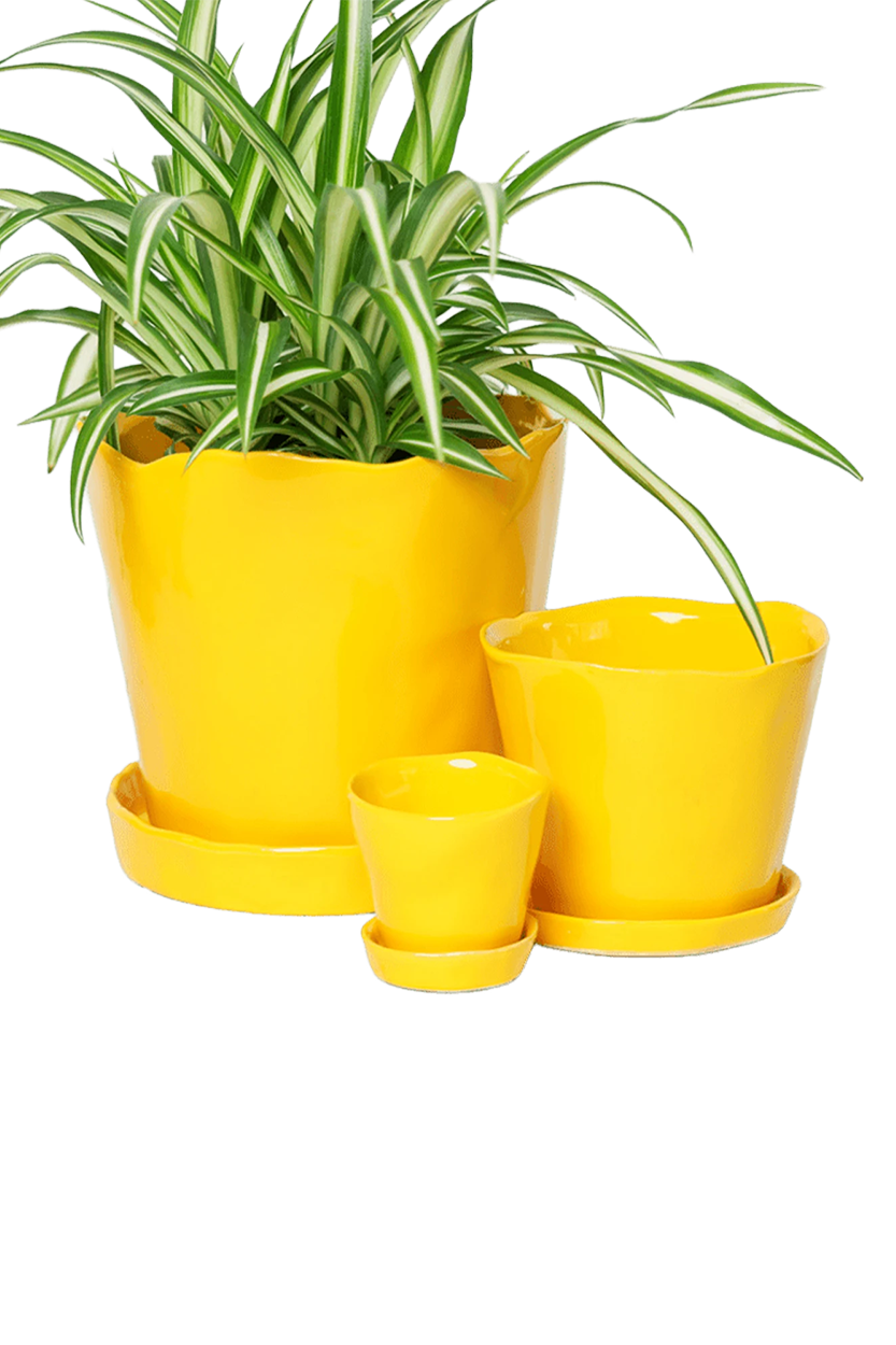 Chive Tika meadowlark yellow glazed ceramic planters in small, medium and large sizes with drainage and saucers, styled with a spider plant.