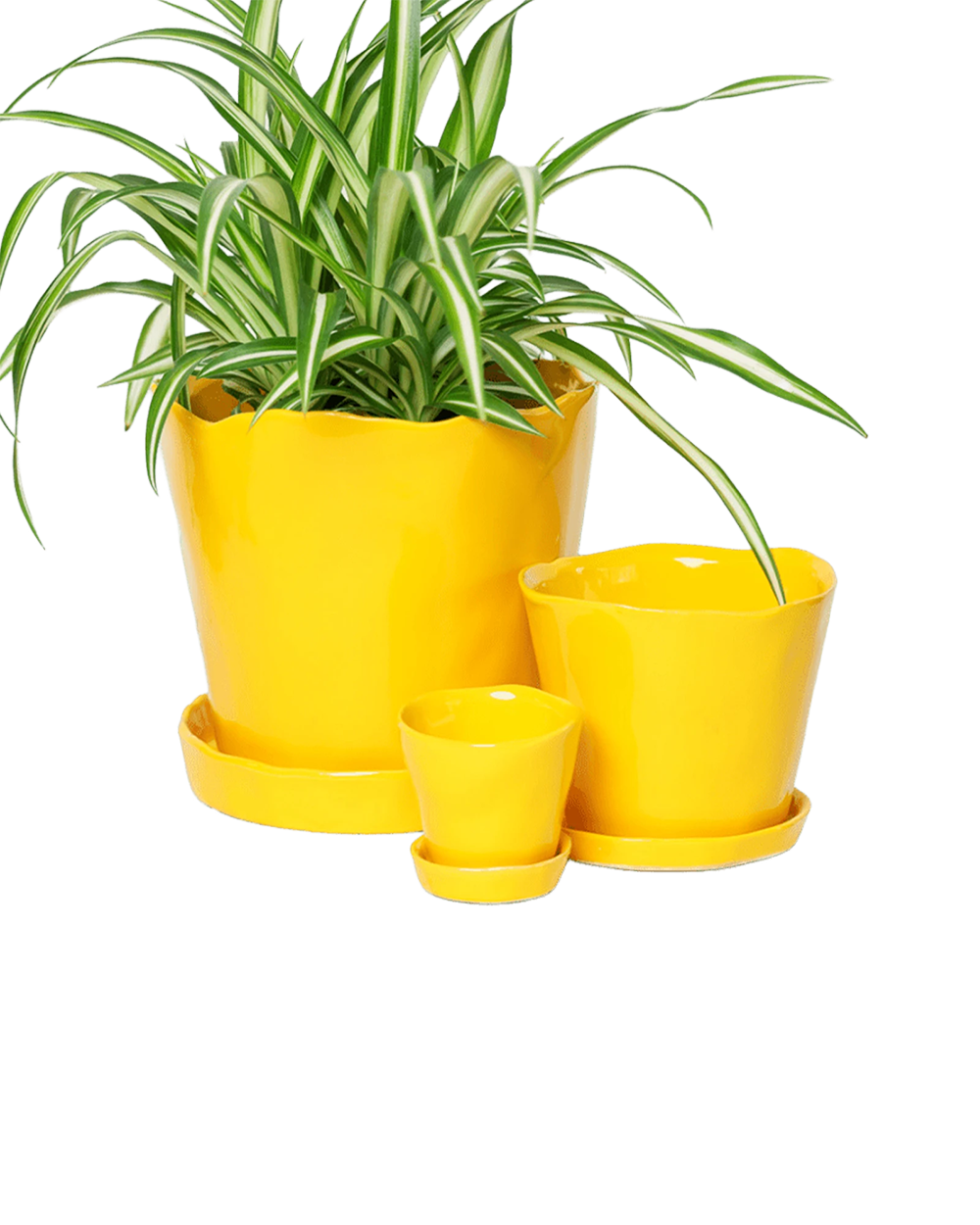 Chive Tika meadowlark yellow glazed ceramic planters in small, medium and large sizes with drainage and saucers, styled with a spider plant.