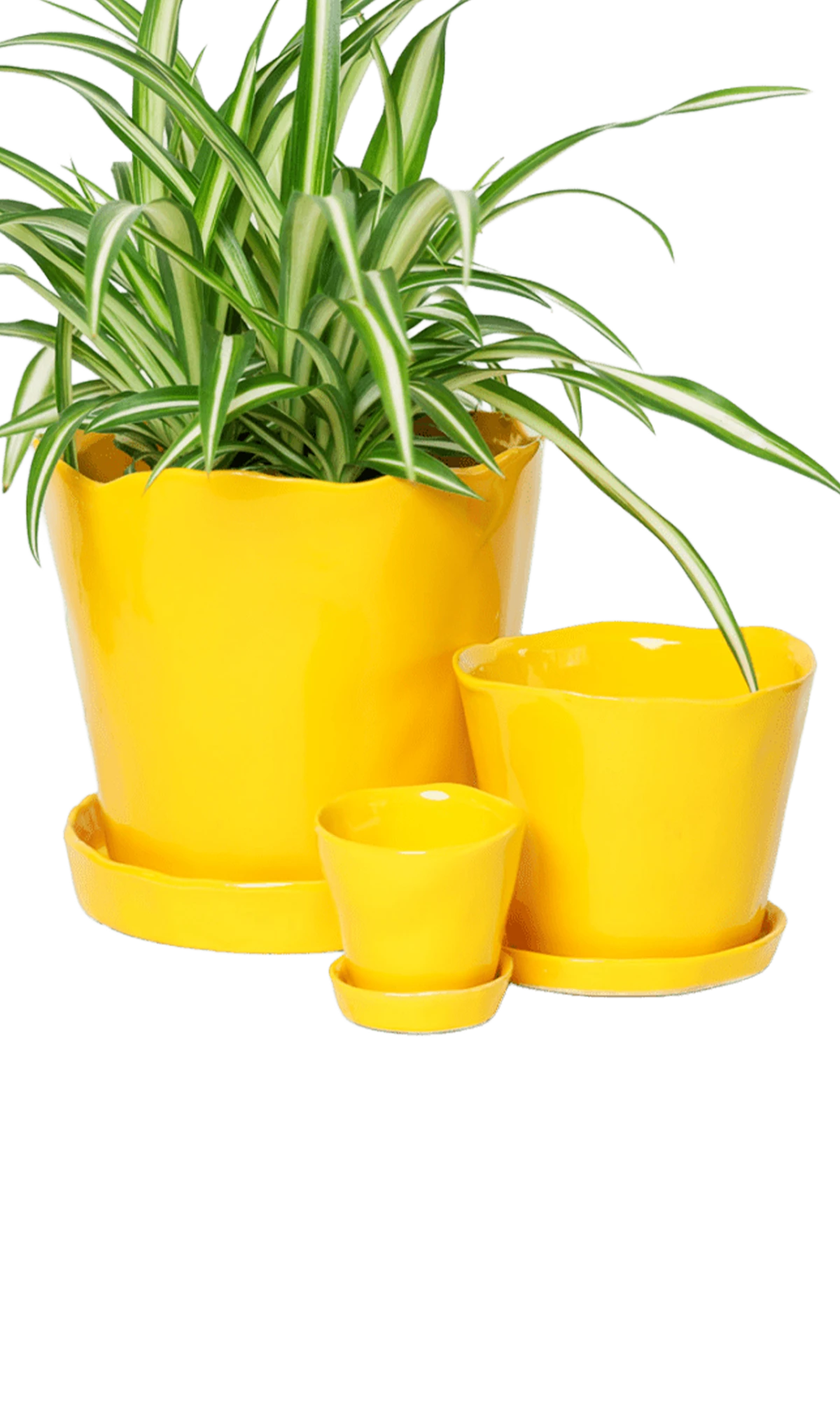 Chive Tika meadowlark yellow glazed ceramic planters in small, medium and large sizes with drainage and saucers, styled with a spider plant.