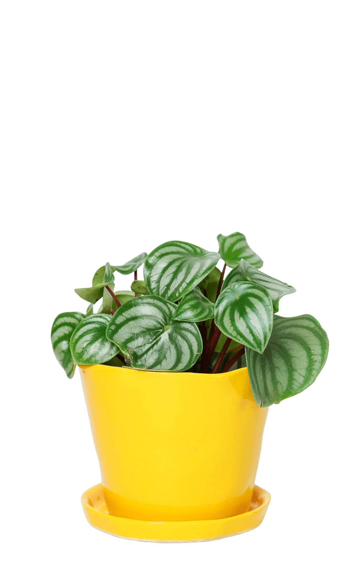 Chive Tika meadowlark yellow ceramic medium plant pot with drainage hole and detachable saucer styled with a peperomia.