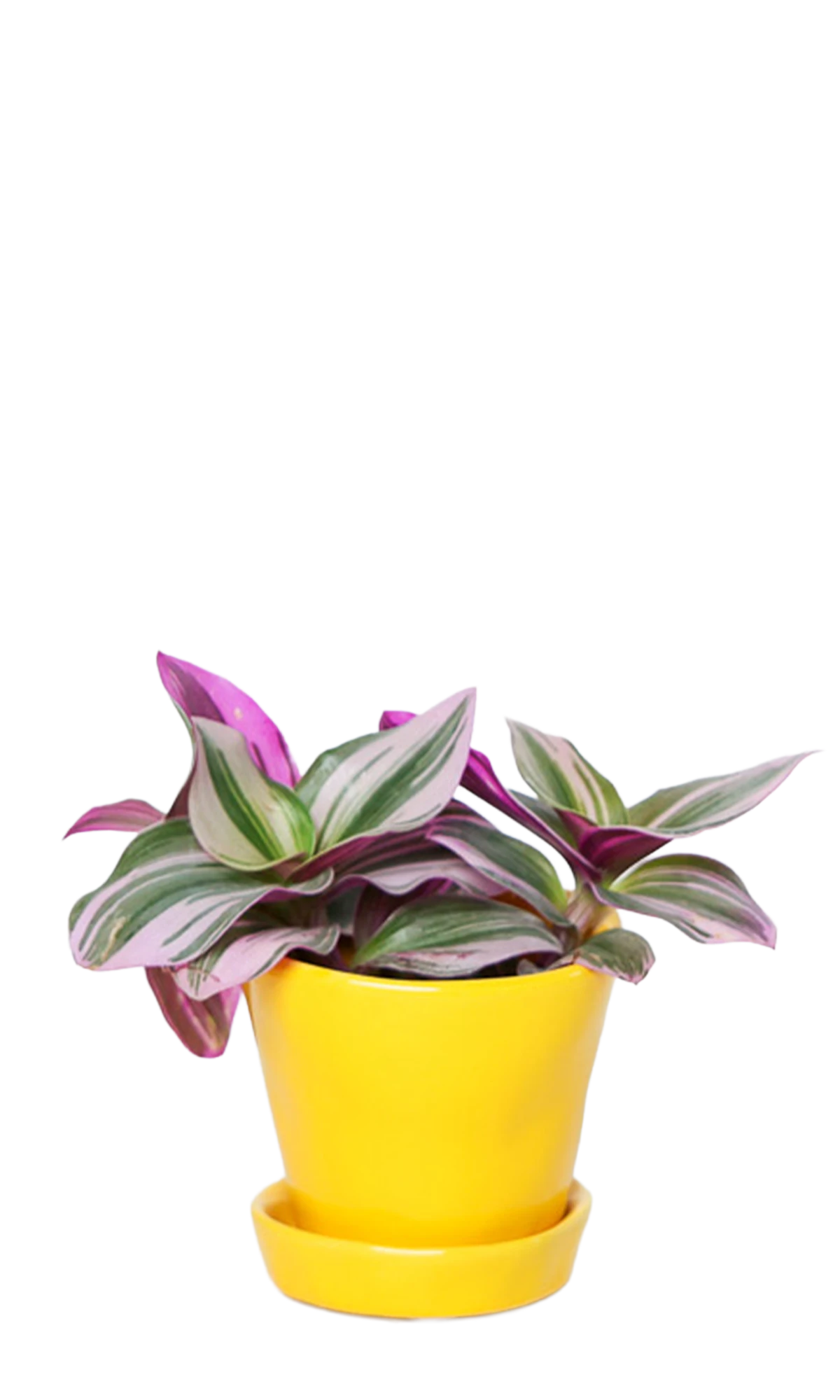 Chive Tika meadowlark yellow ceramic small plant pot with drainage and detachable saucer styled with a Tradescantia zebrina.