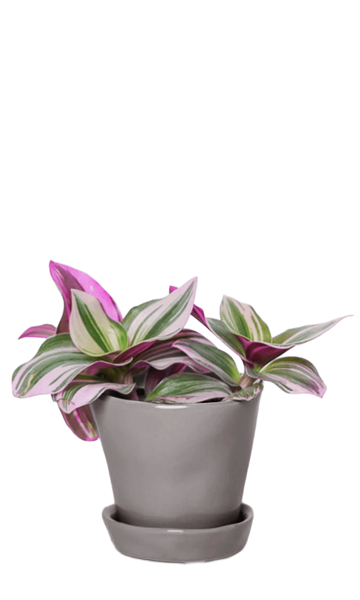 Chive Tika medium grey ceramic small planter with drainage and detachable saucer styled with a Tradescantia zebrina.