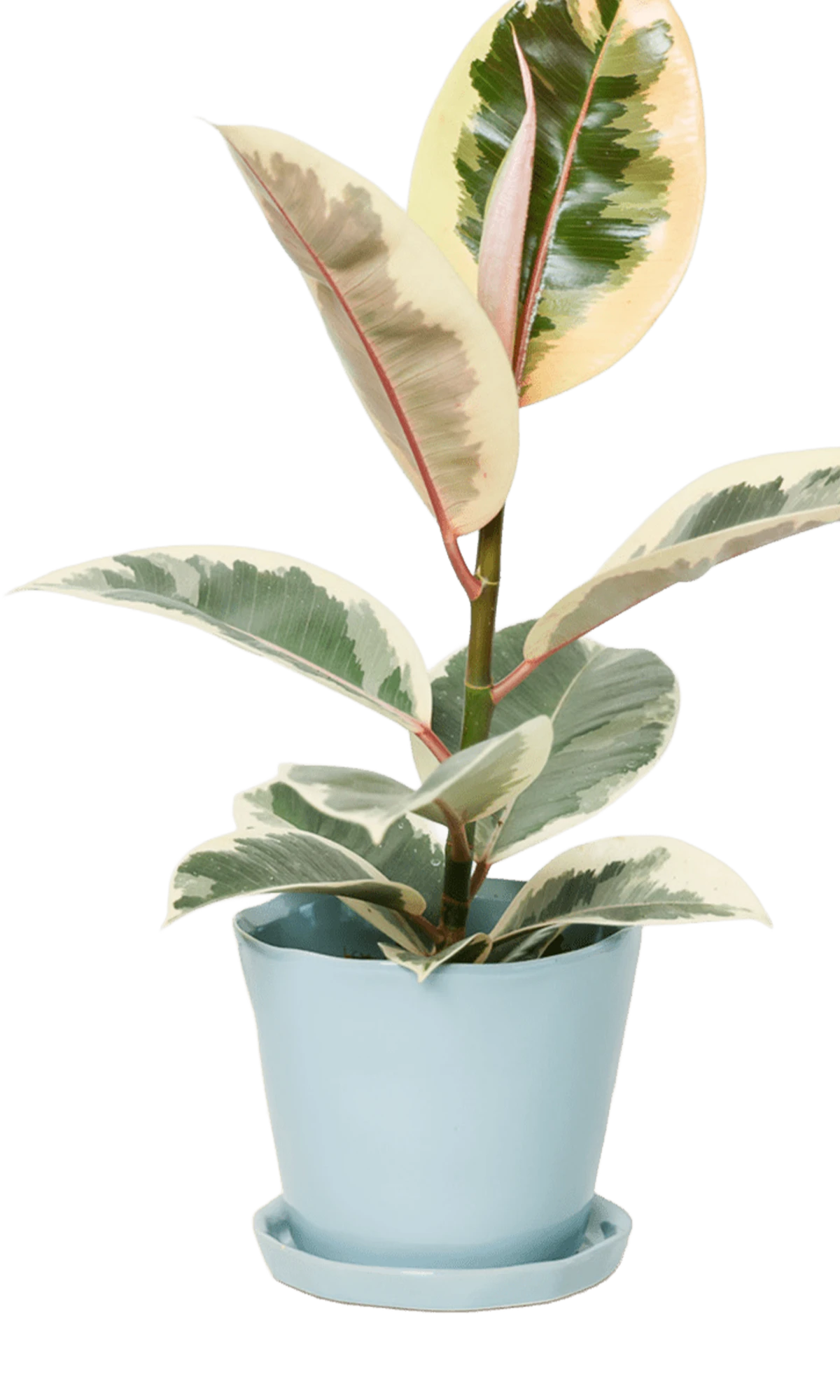 Chive Tika new grey ceramic medium plant pot with drainage hole and detachable saucer styled with a plant.