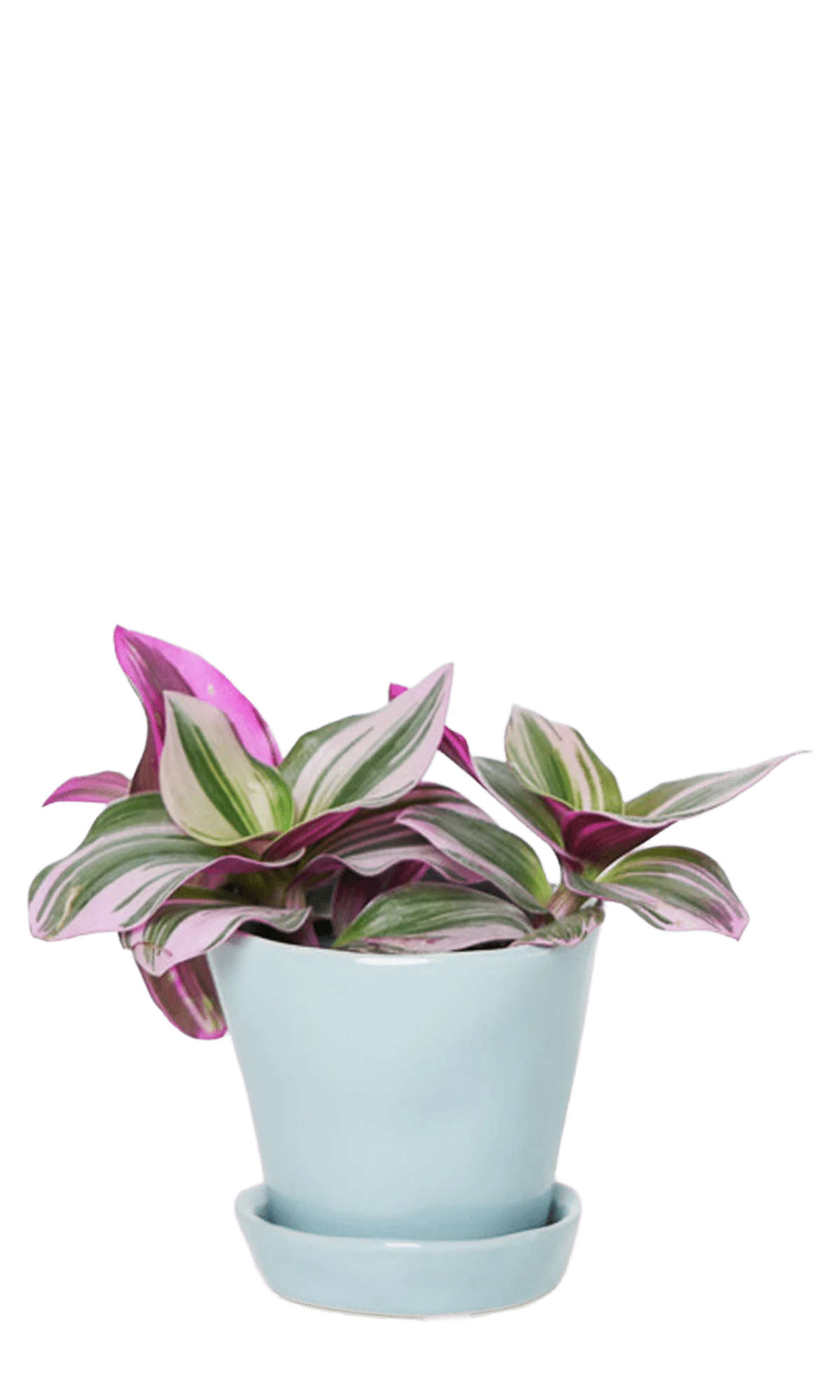 Chive Tika new grey ceramic small plant pot with drainage hole and detachable saucer styled with a Tradescantia zebrina.