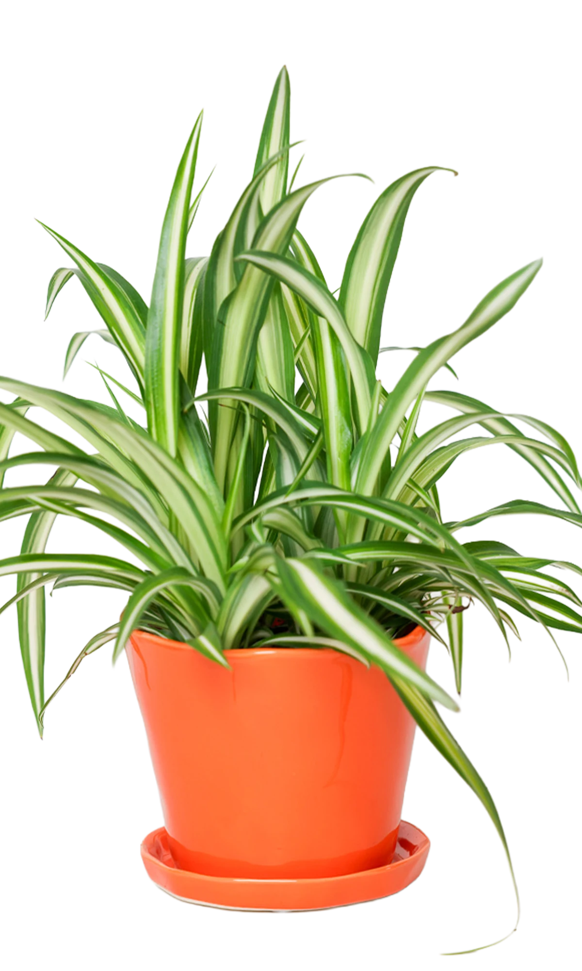 Chive Tika orange ceramic medium plant pot with drainage hole and detachable saucer styled with a spider plant.