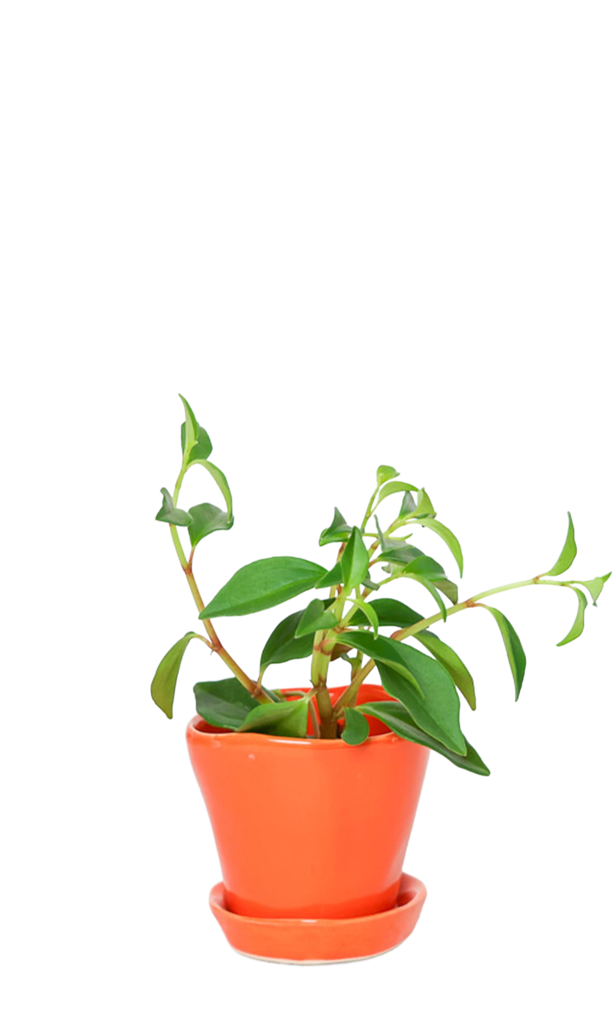 Chive Tika orange ceramic small plant pot with drainage hole and detachable saucer, styled with a plant.