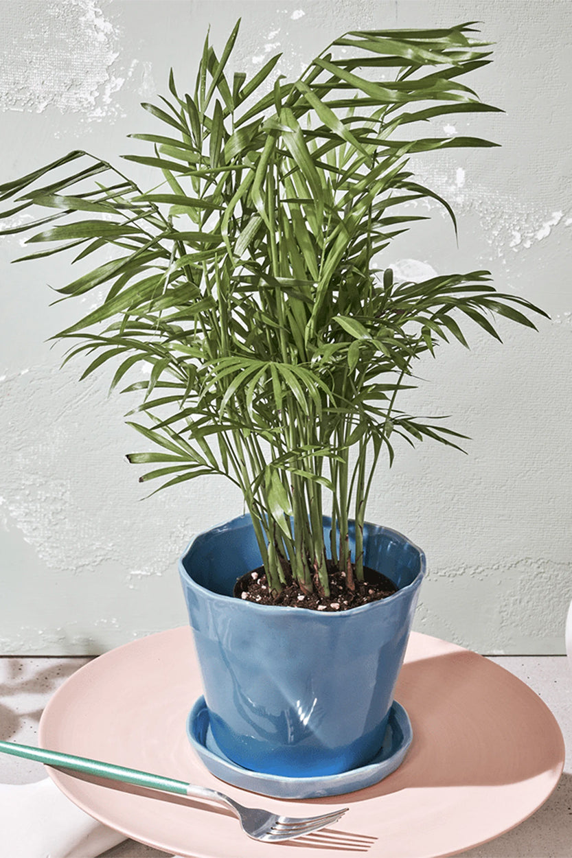 Chive Tika periwinkle ceramic large planter holding a parlor palm, styled on a pink plate with a fork.
