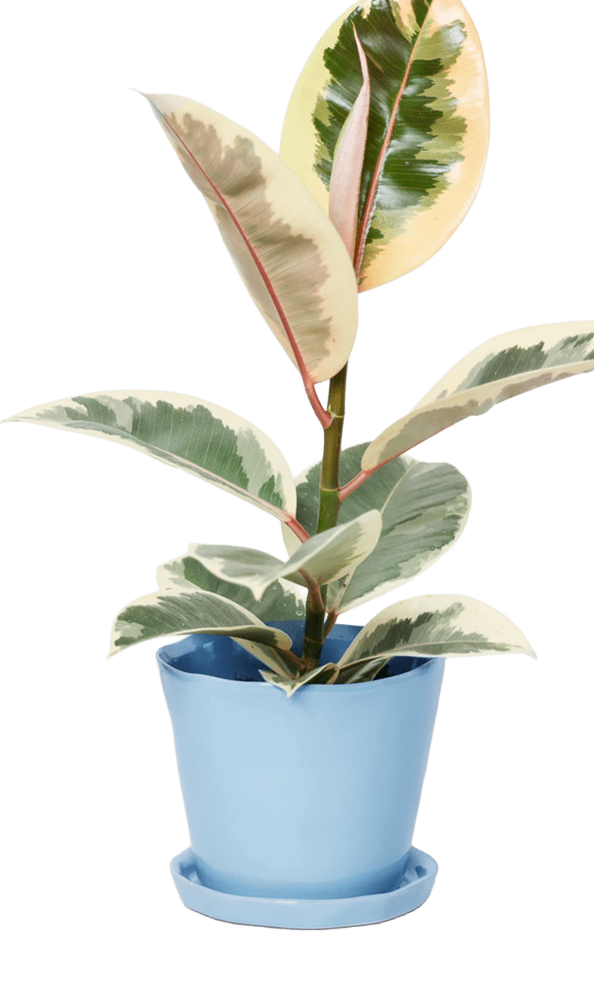 Chive Tika periwinkle ceramic medium plant pot with drainage hole and detachable saucer styled with a plant.