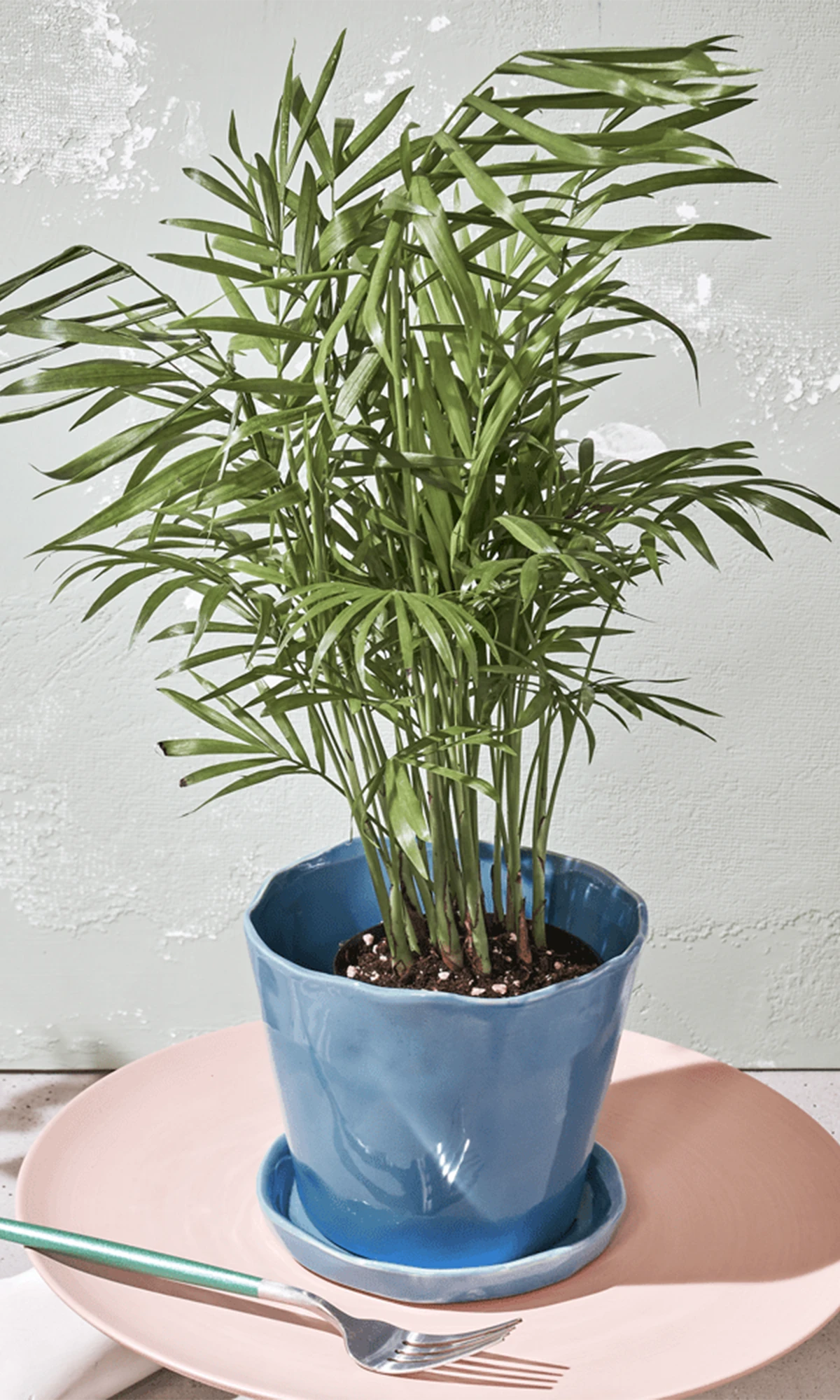 Chive Tika periwinkle ceramic medium planter holding a parlor palm, styled on a pink plate with a fork.