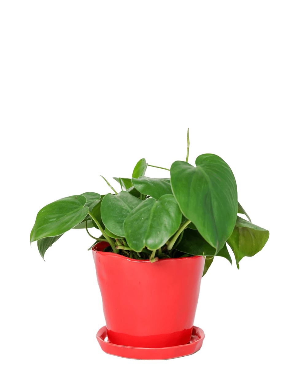 Chive Tika red ceramic medium plant pot with drainage hole and detachable saucer styled with a plant.