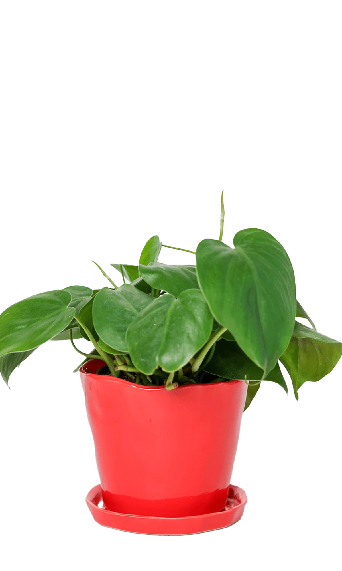 Chive Tika red ceramic medium plant pot with drainage hole and detachable saucer styled with a plant.