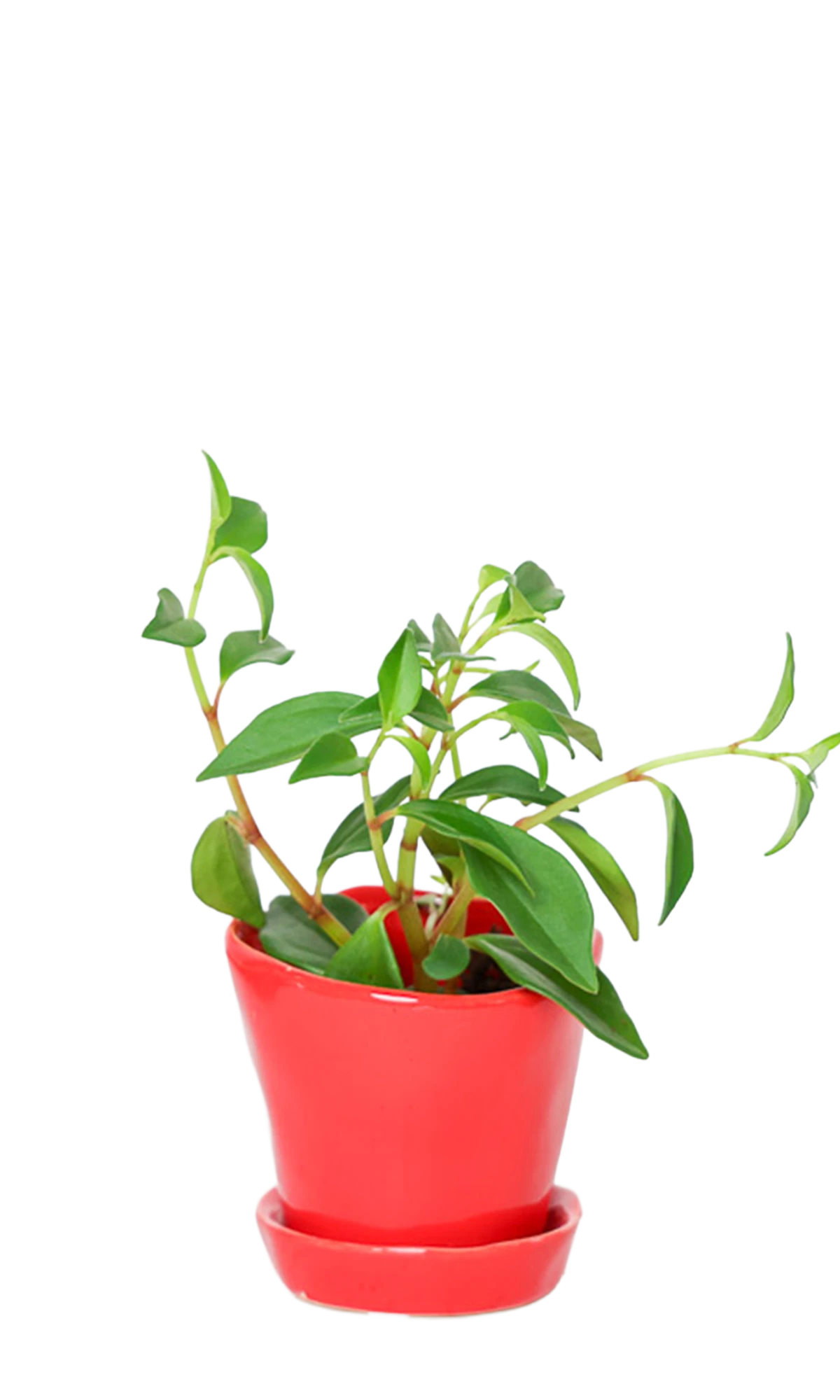 Chive Tika red ceramic small plant pot with drainage hole and detachable saucer, styled with a plant.