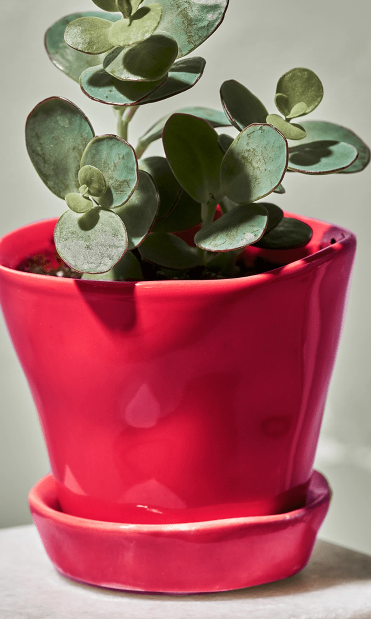Chive Tika red ceramic small planter holding a small houseplant on a table.