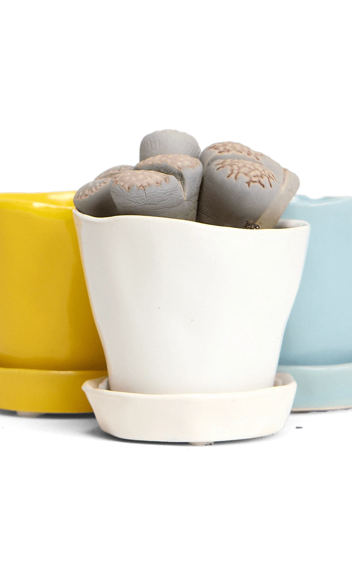 Three Chive Tika small ceramic planters with saucers, styled with succulents.
