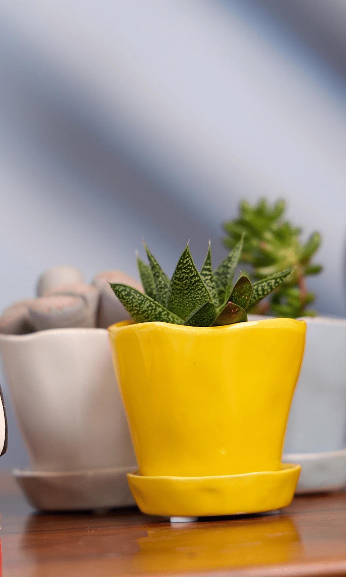 Three Chive Tika ceramic small planter in meadowlark yellow, new grey, and light grey holding succulents on a table.