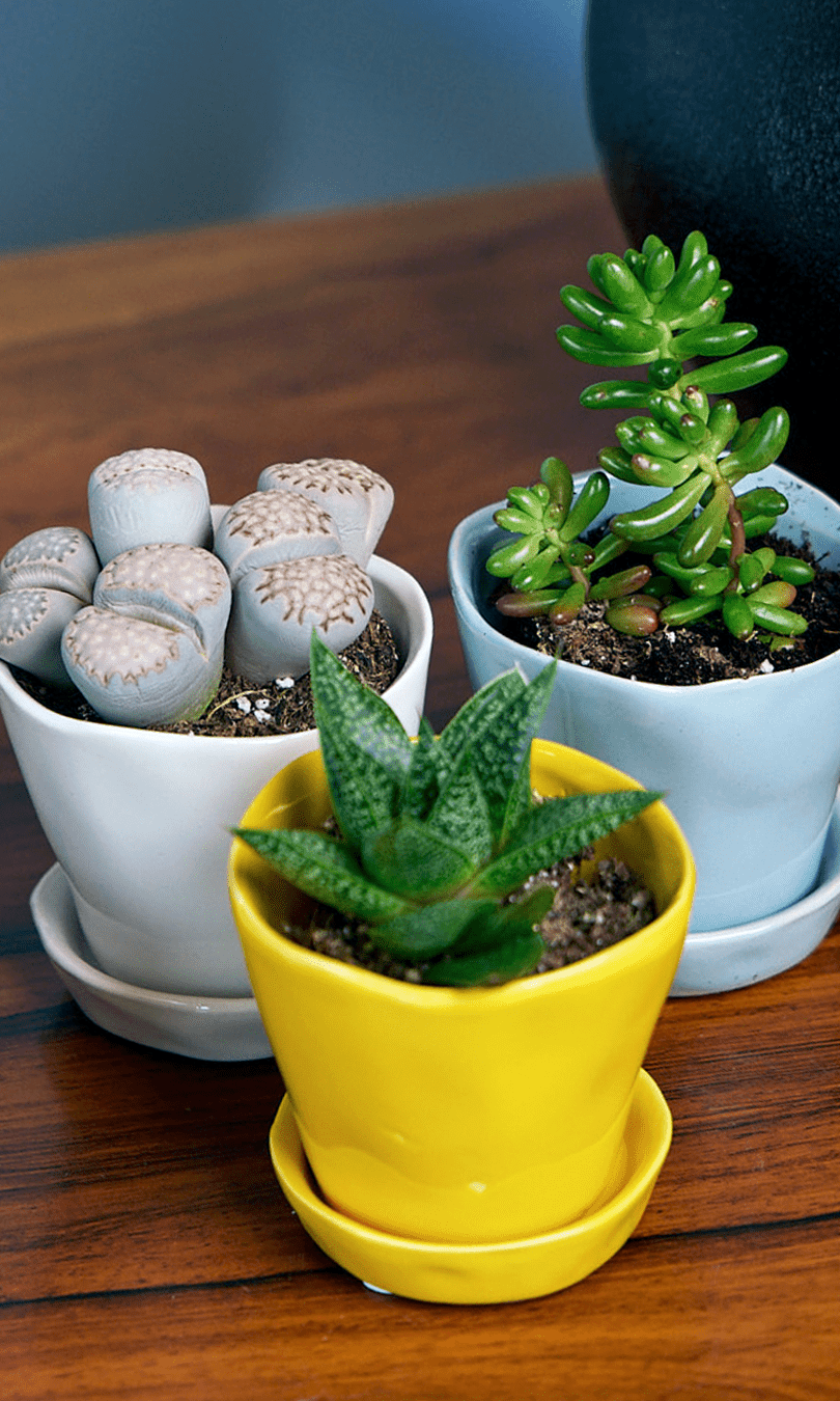 Three Chive Tika ceramic small planter in meadowlark yellow, new grey, and light grey holding succulents on a table.