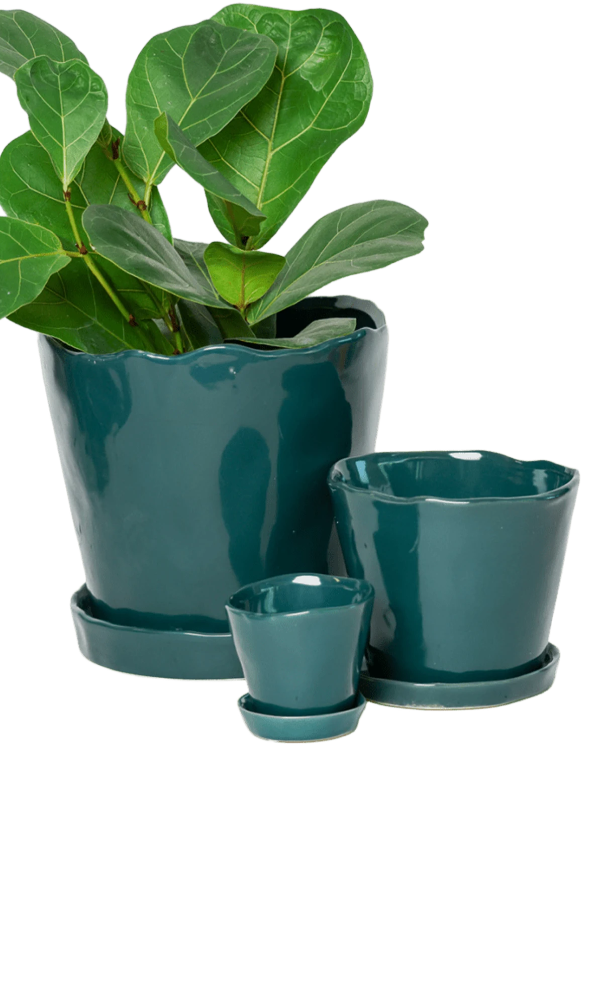 Chive Tika spruce ceramic planters in small, medium, and large with saucers, styled with a plant.
