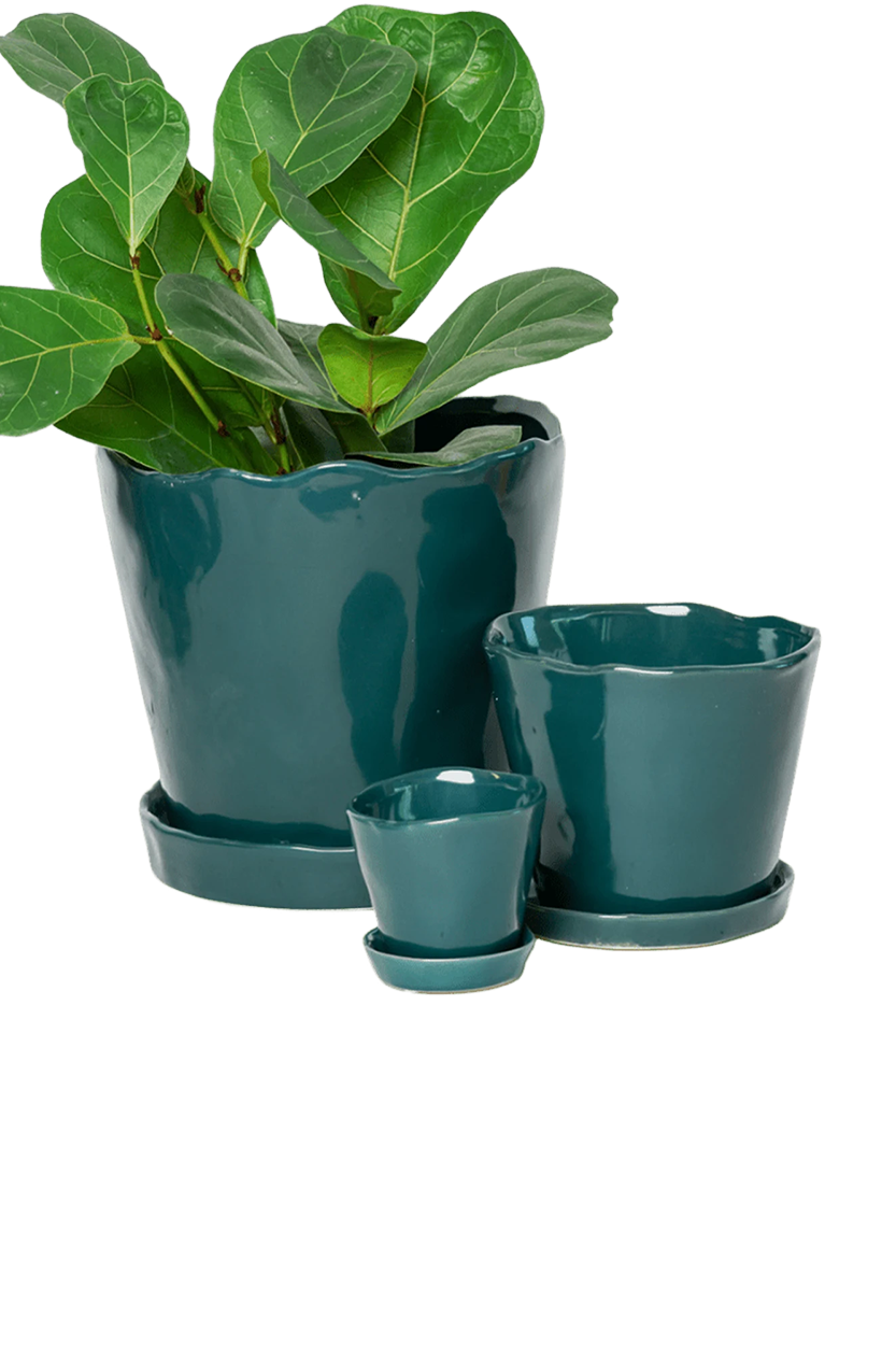 Chive Tika spruce glazed ceramic planters in small, medium and large sizes with drainage and saucers, styled with a plant.