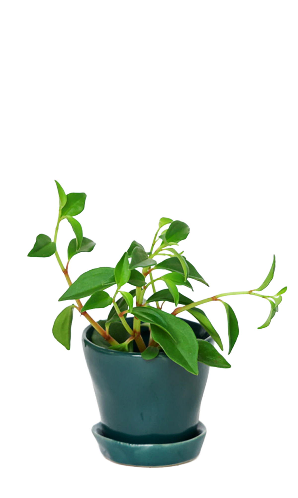 Chive Tika spruce ceramic small plant pot with drainage hole and detachable saucer styled with a plant.
