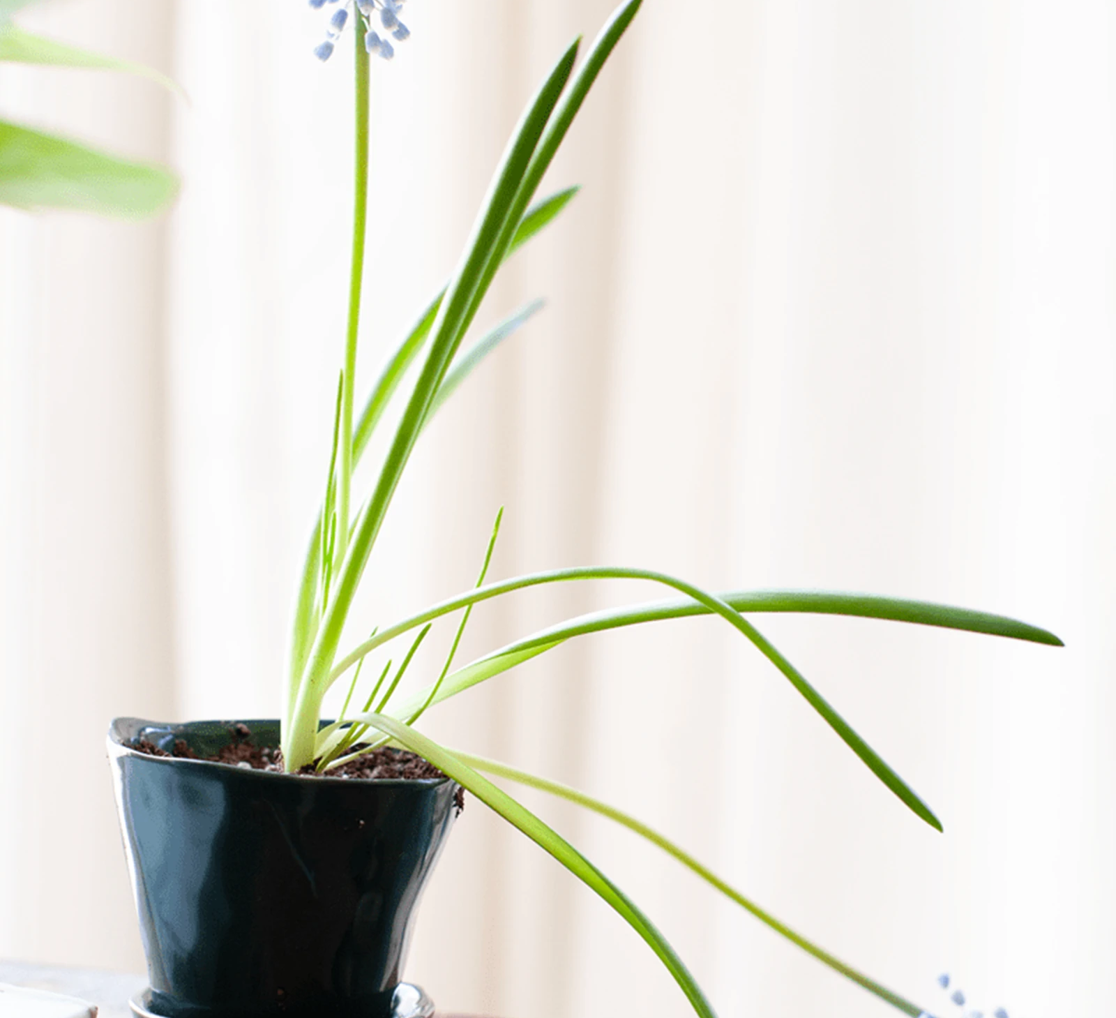 Chive Tika spruce ceramic small planter holding a flowering bulb on a wooden desk by a bright window.