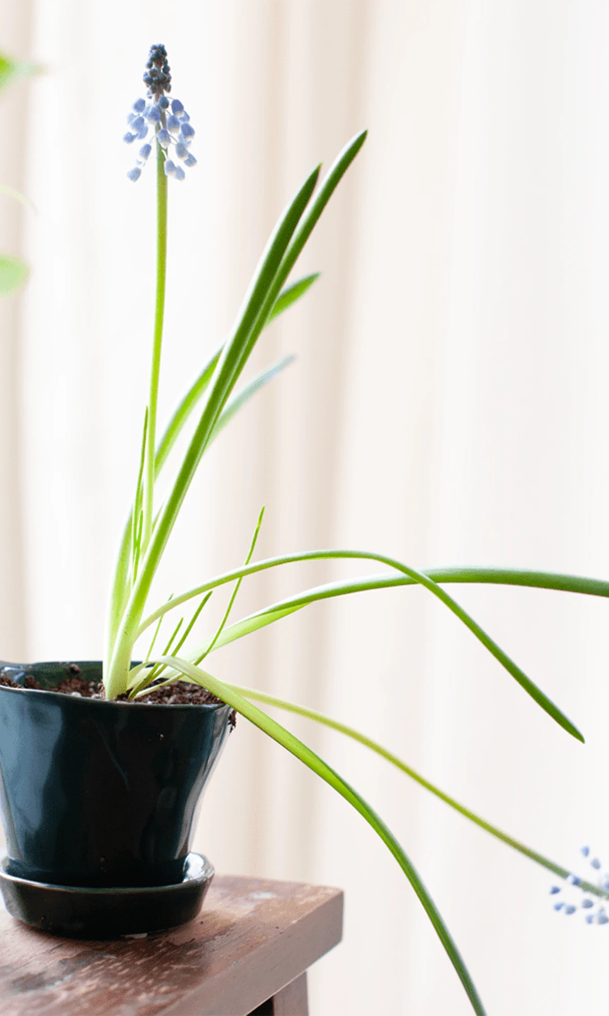 Chive Tika spruce ceramic small planter holding a flowering bulb on a wooden desk by a bright window.
