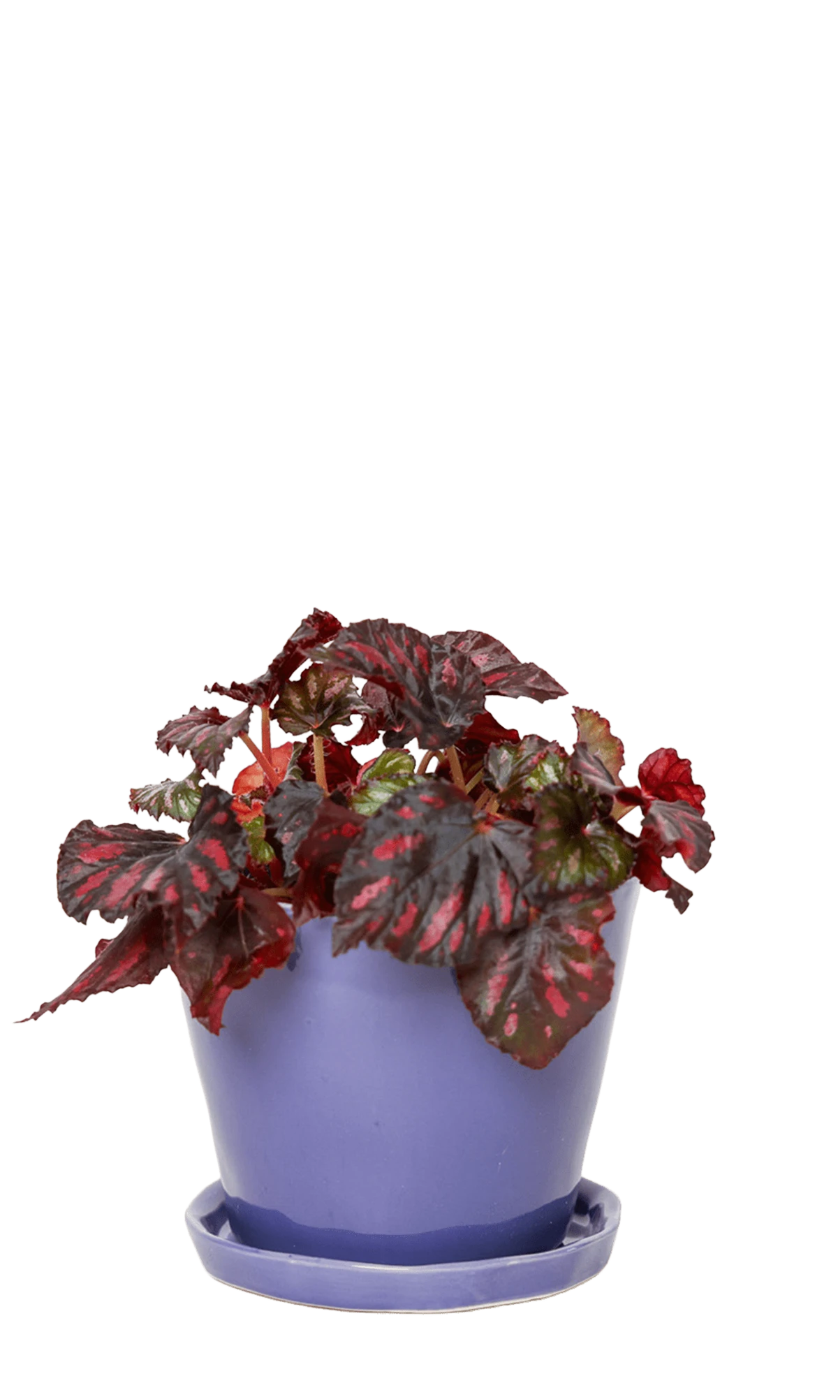 Chive Tika ultra violet ceramic medium plant pot with drainage hole and detachable saucer styled with a plant.