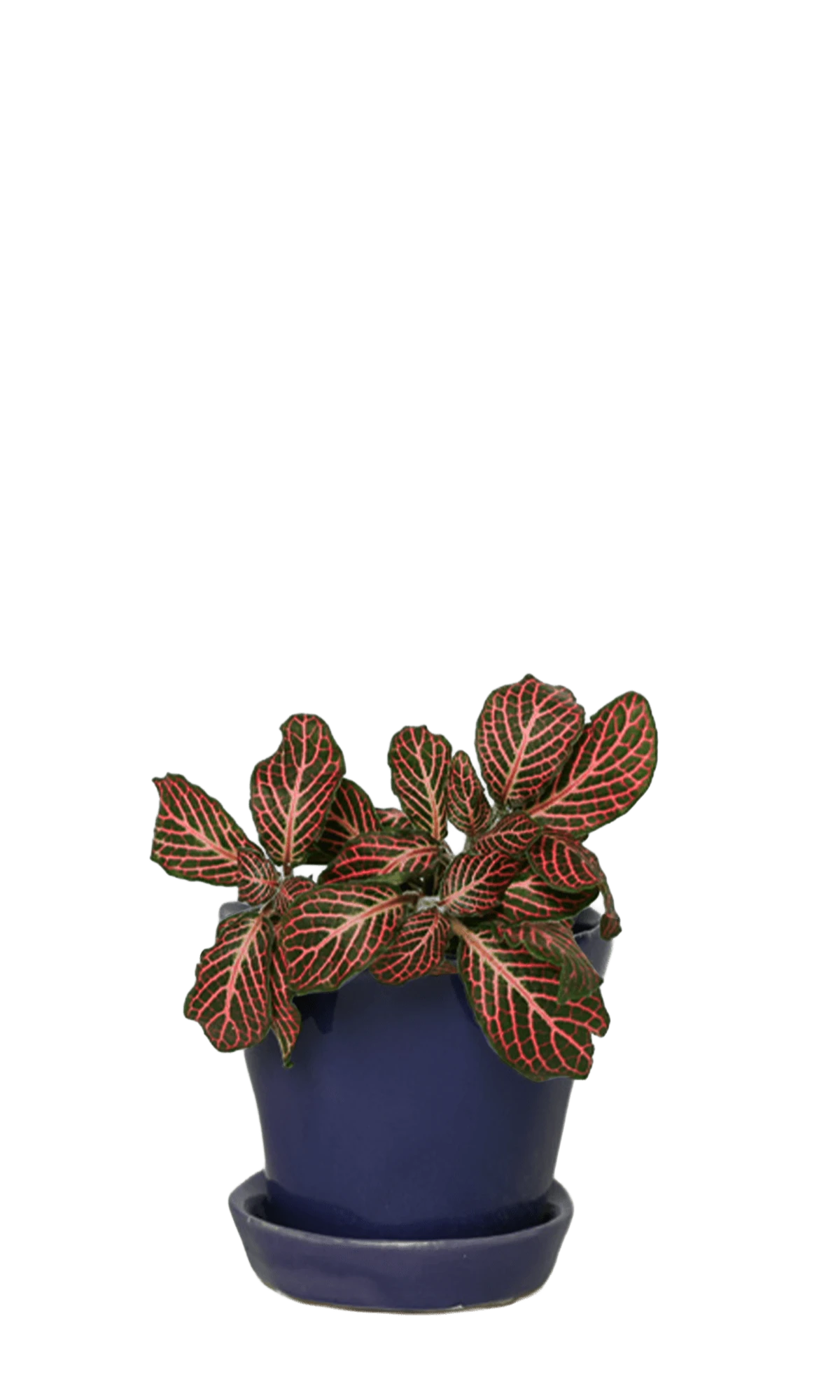 Chive Tika ultra violet ceramic small plant pot with drainage hole and detachable saucer, styled with a plant.
