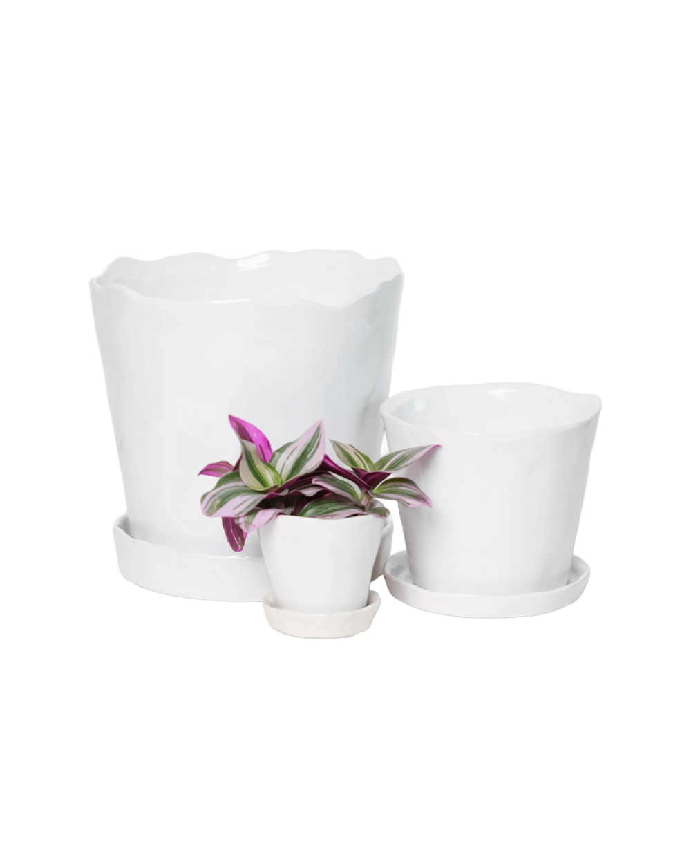 Chive Tika white ceramic planters in small, medium, and large with saucers, styled with a plant.