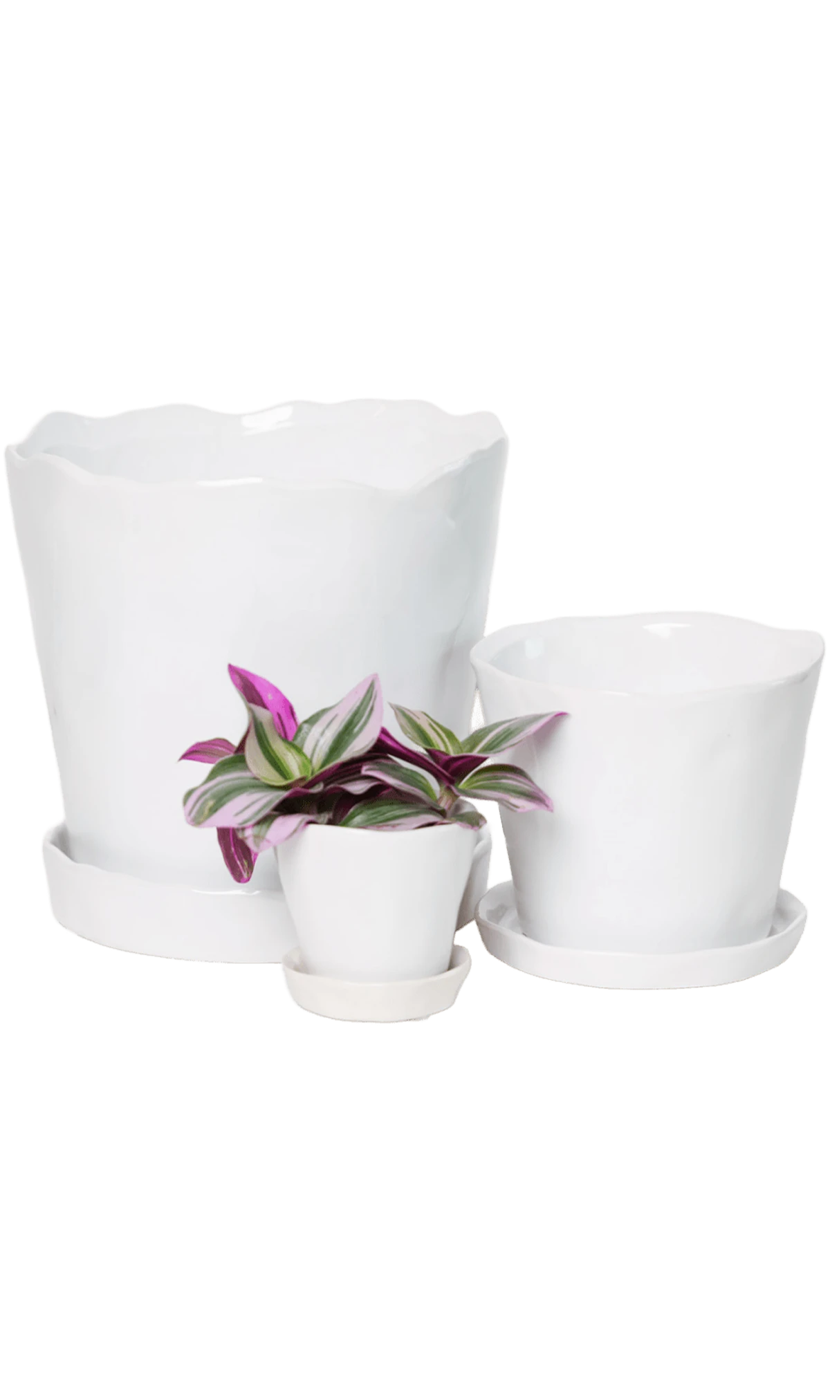 Chive Tika white glazed ceramic planters in small, medium and large sizes with drainage and saucers, styled with a plant.