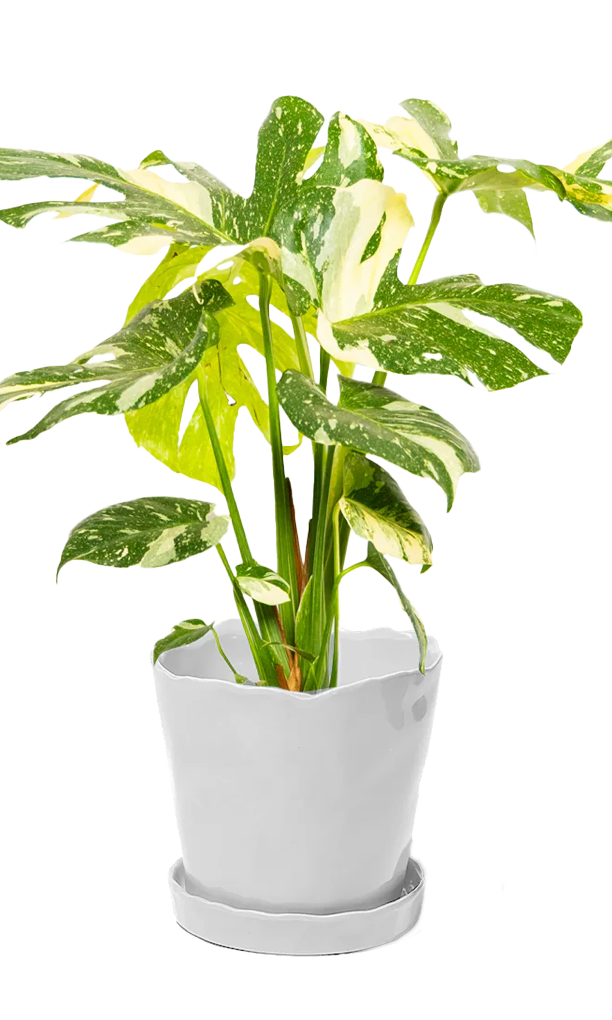 Chive Tika white ceramic large plant pot with drainage hole and detachable saucer styled with a monstera plant.