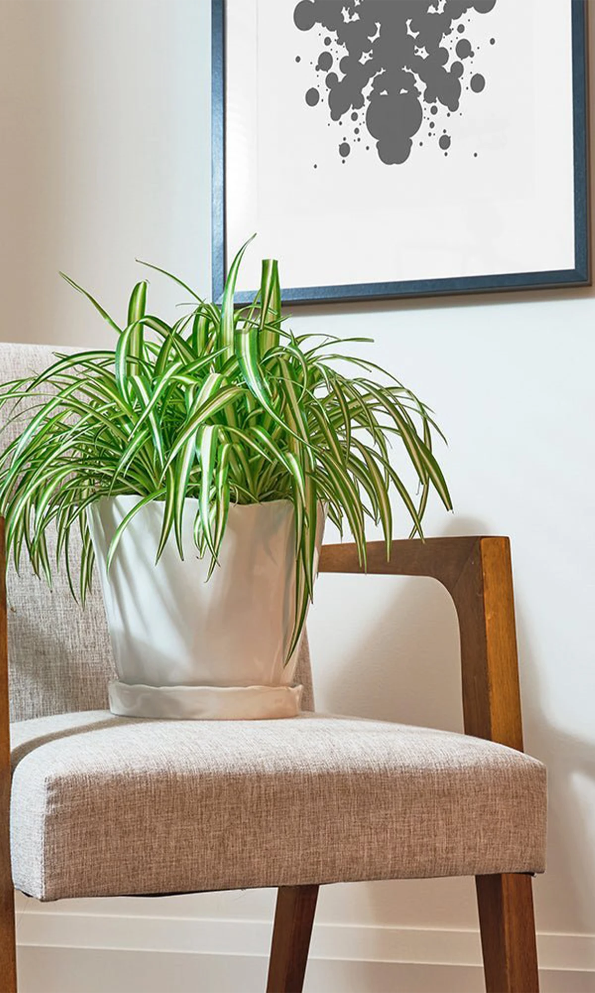 Chive Tika white ceramic large planter holding a spider plant on a wooden chair in a bright living room.