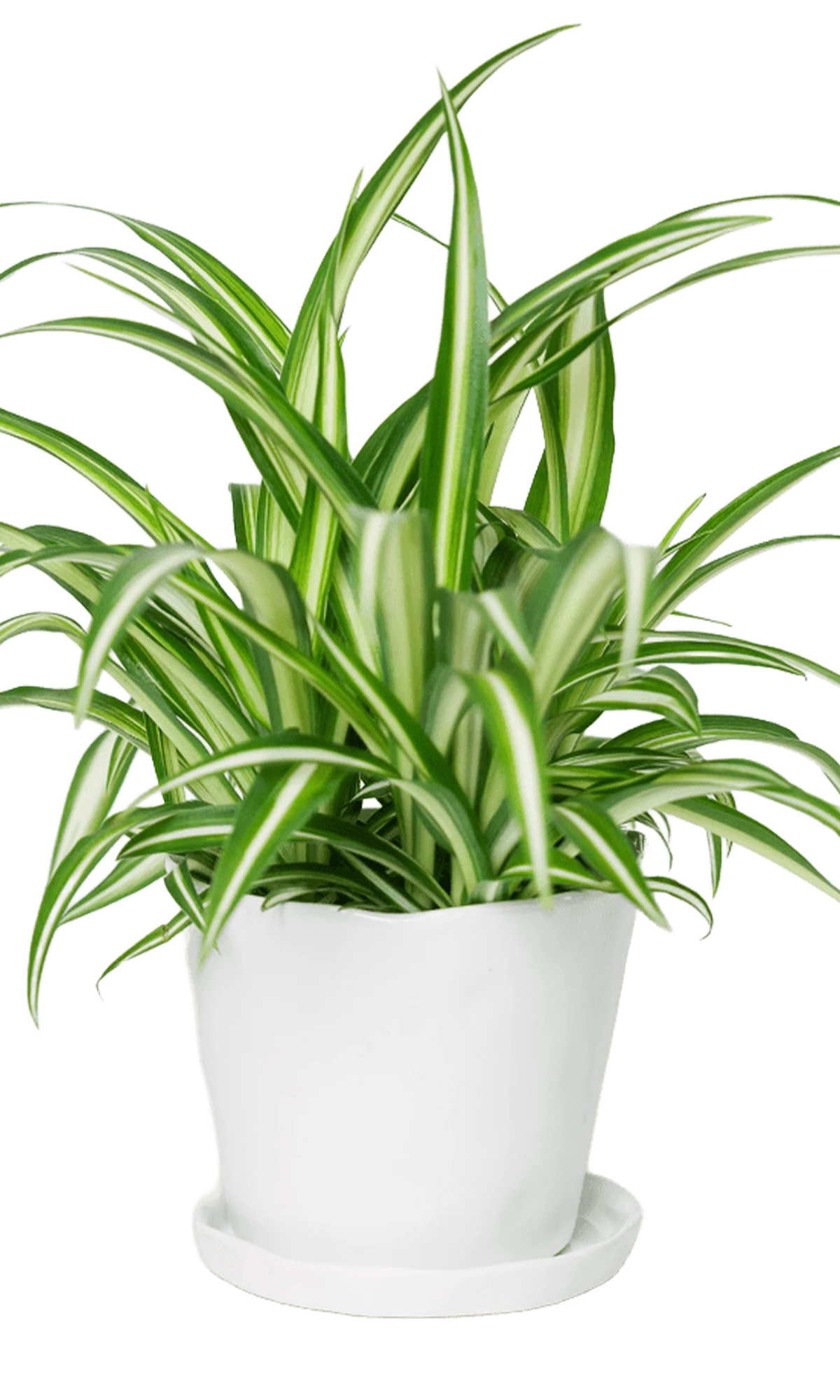 Chive Tika white ceramic medium plant pot with drainage hole and detachable saucer styled with a spider plant.