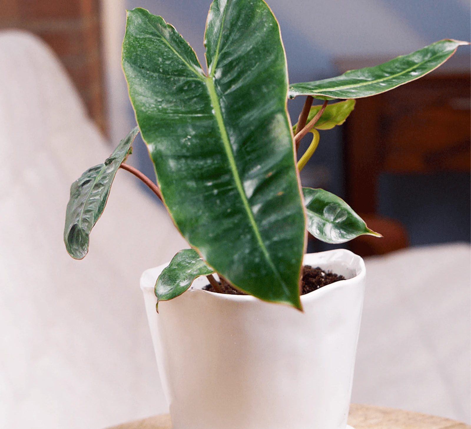 Chive Tika white ceramic medium planter holding a large-leafed tropical plant on a wooden side table.