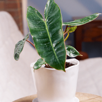 Chive Tika white ceramic medium planter holding a large-leafed tropical plant on a wooden side table.