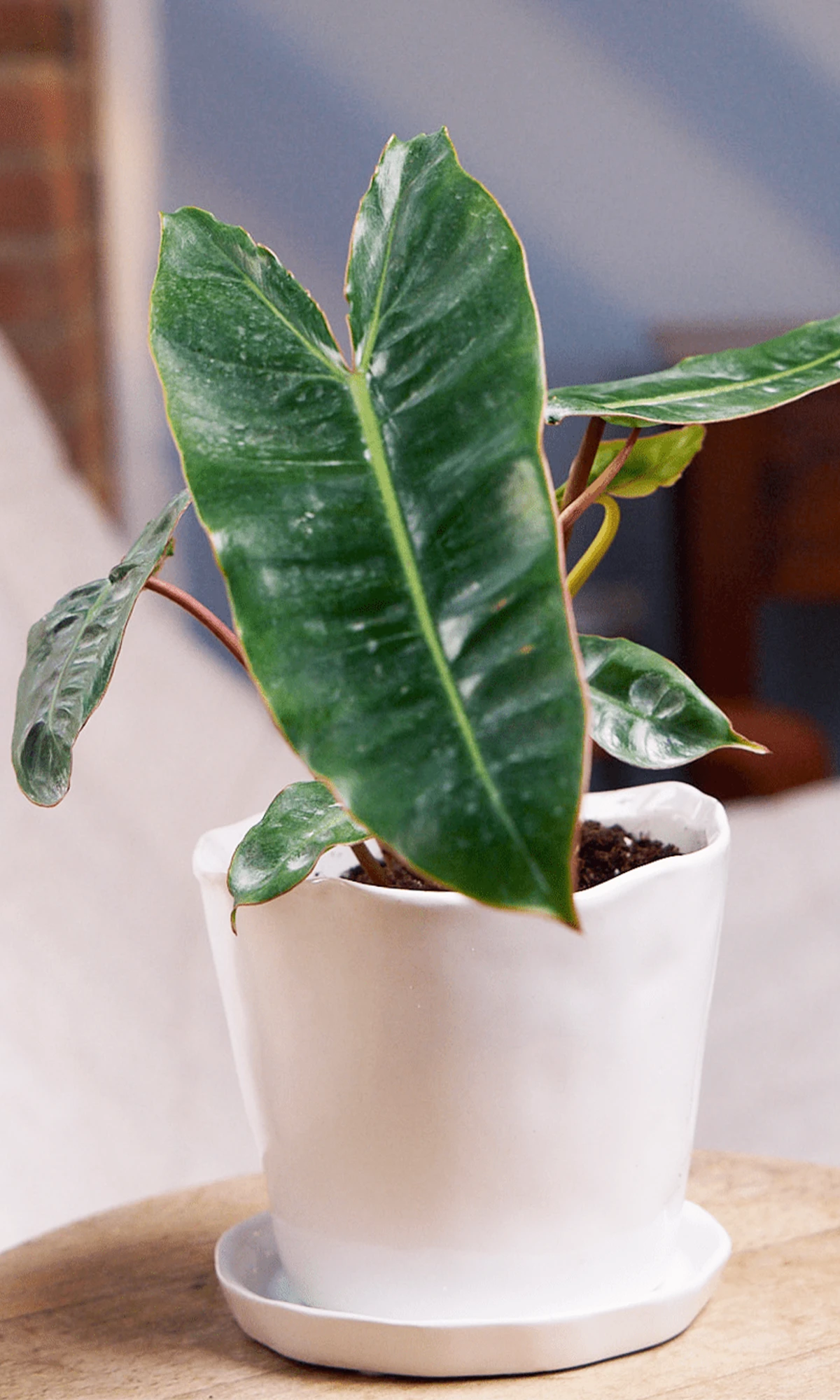 Chive Tika white ceramic medium planter holding a large-leafed tropical plant on a wooden side table.