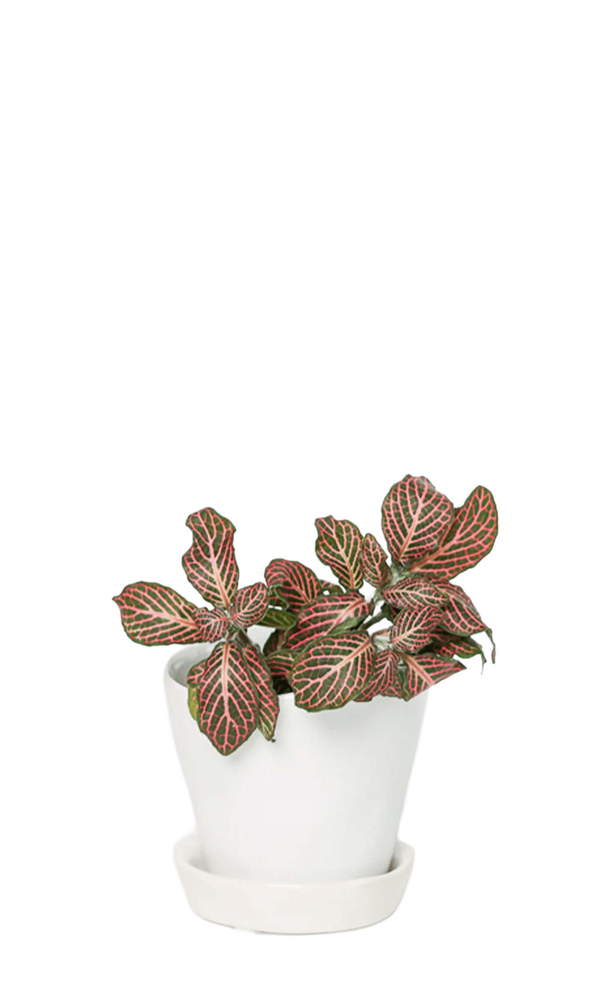 Chive Tika white ceramic small plant pot with drainage hole and detachable saucer styled with a plant.