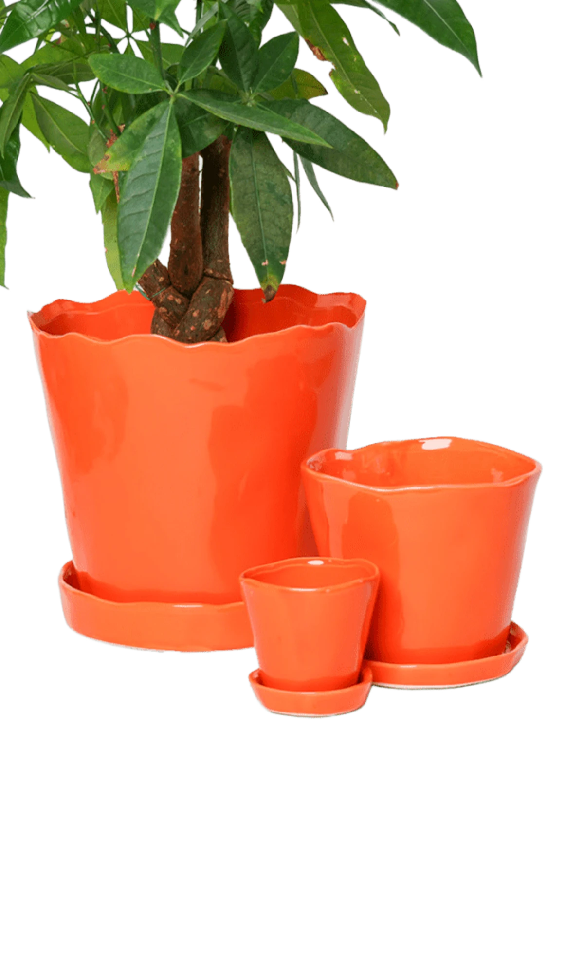 Chive Tika orange ceramic planters in small, medium, and large with saucers, styled with a plant.