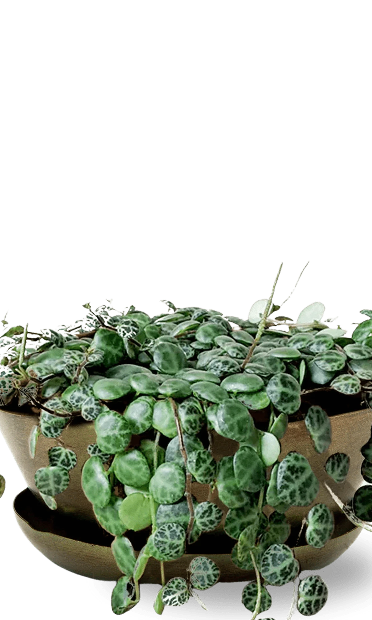 Chive Topper fern brown metal small succulent dish with drainage and saucer, styled with plants.